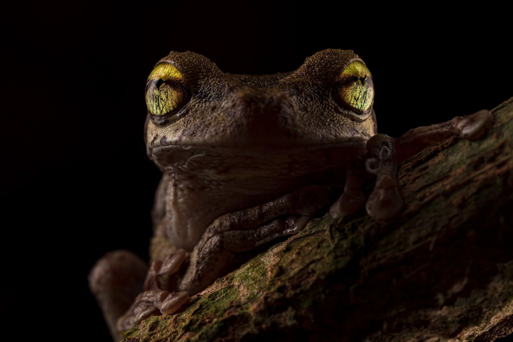 A Helena’s tree frog seen with eyes glowing in the darkness