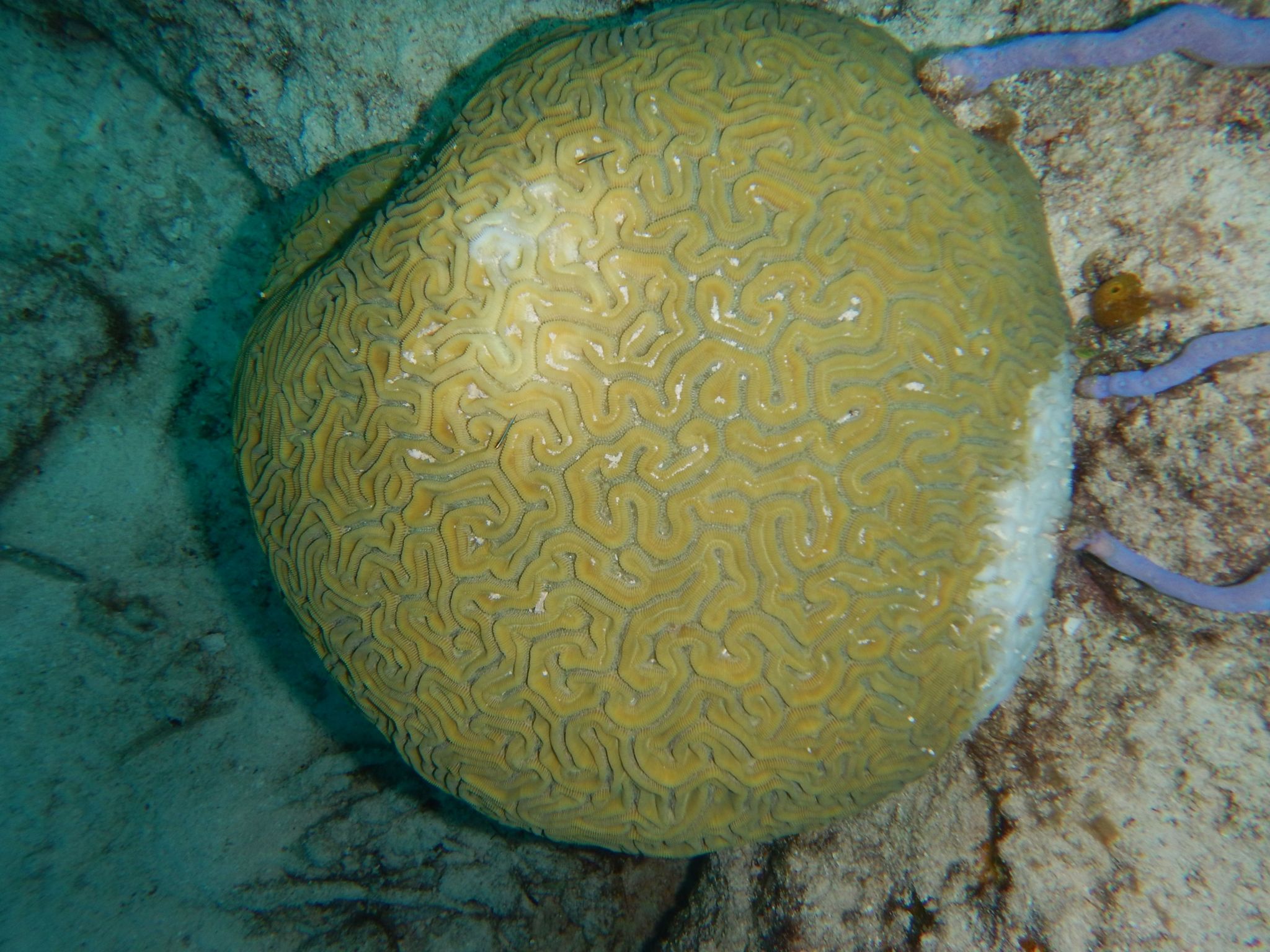 Newly infected brain coral West Caicos May 2019
