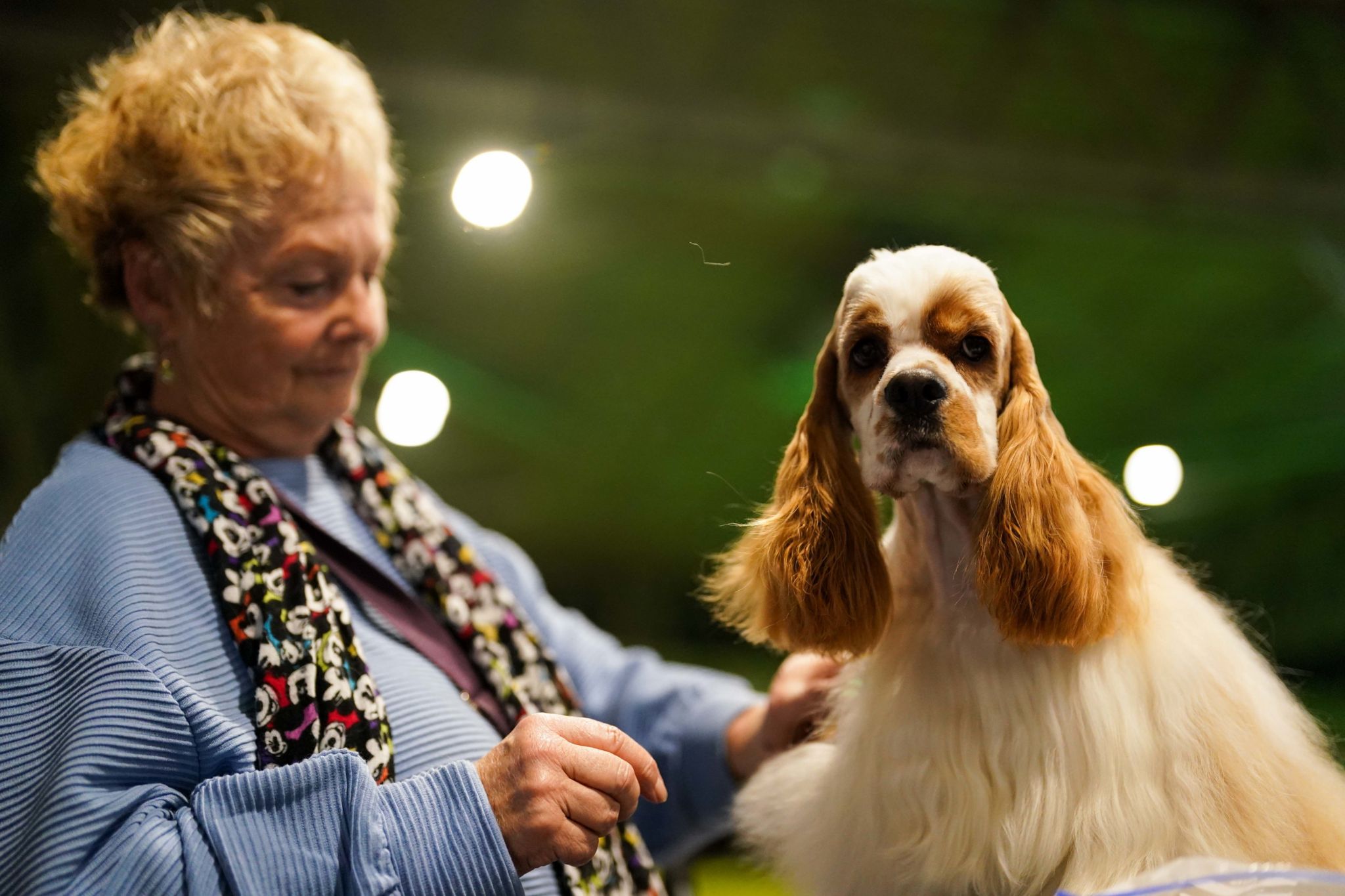 An American Cocker Spaniel is groomed by their owner