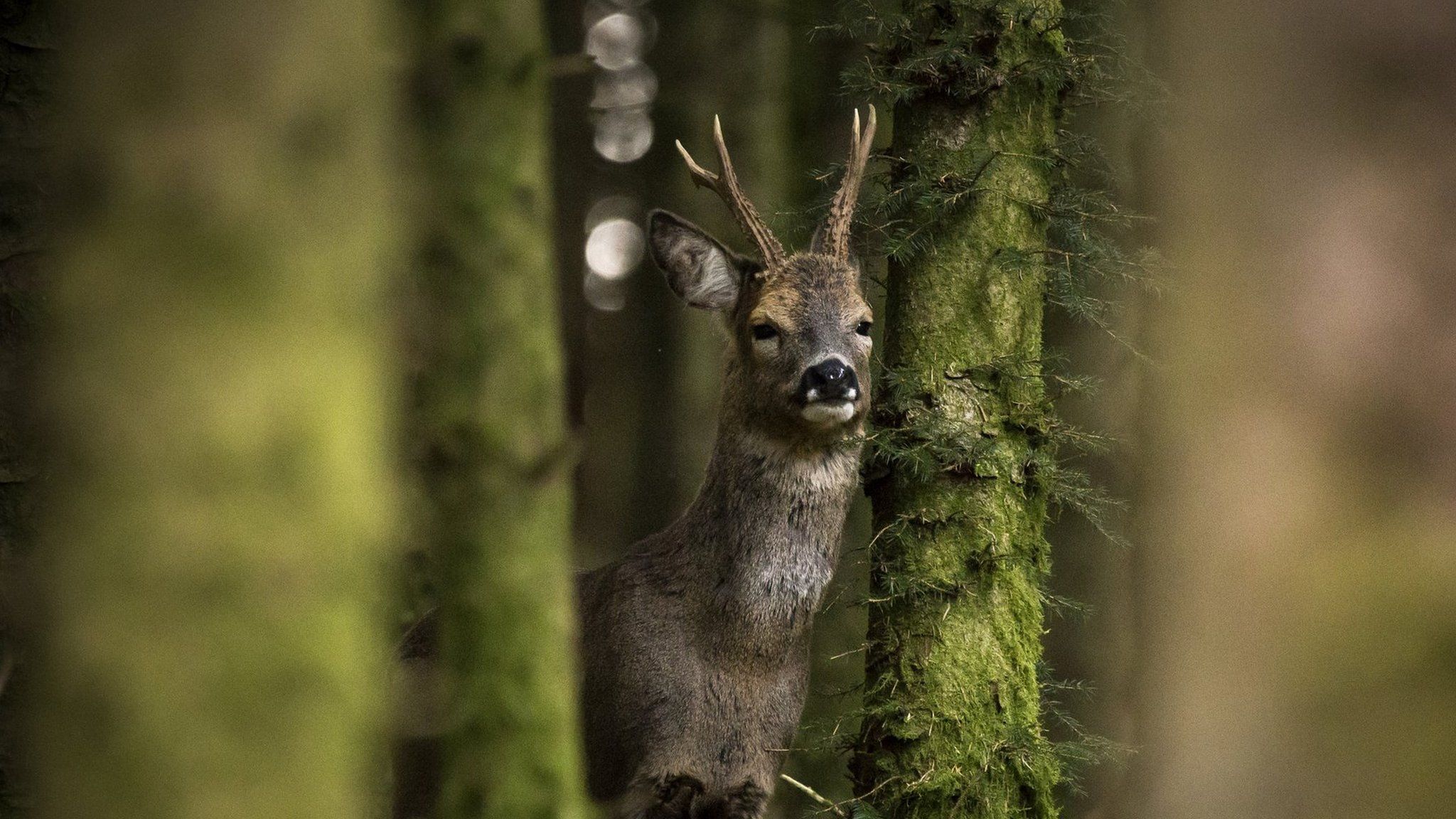 deer staring through forest