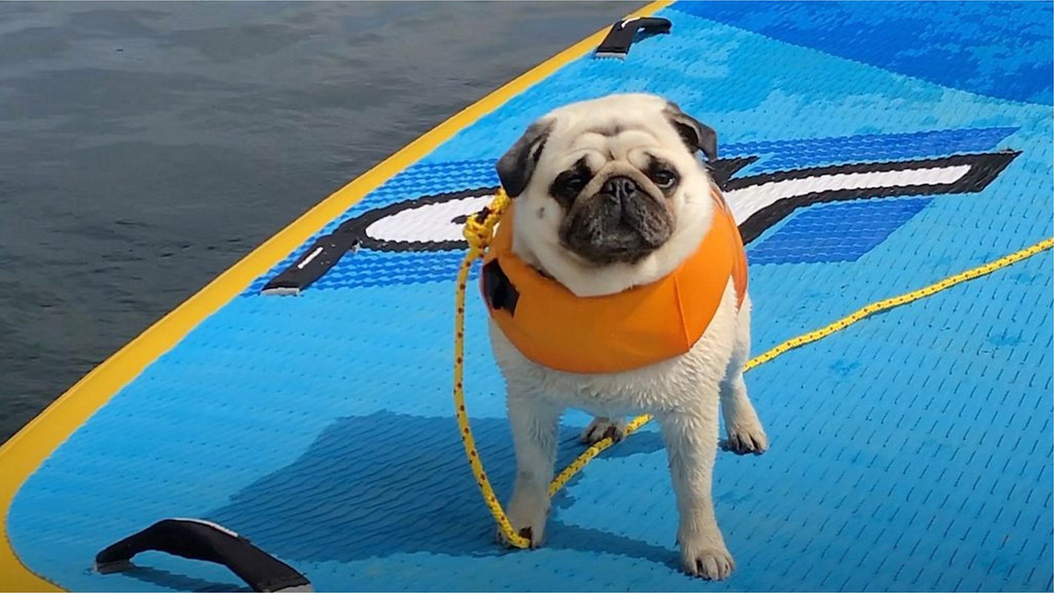 Pug on paddleboard
