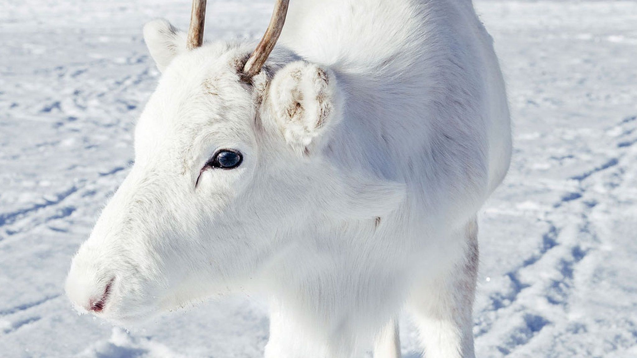 Reindeer stands in snow