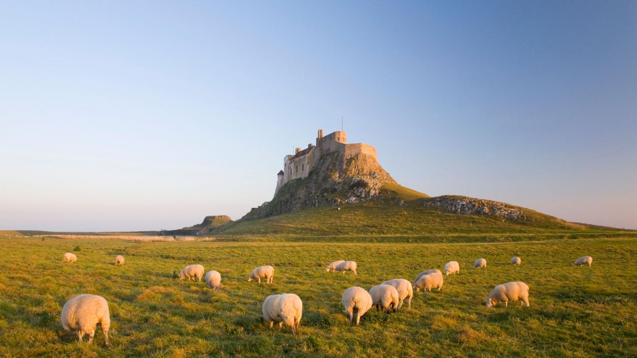 Sheep nibble grass wiht a castle atop a rocky outcrop in the background