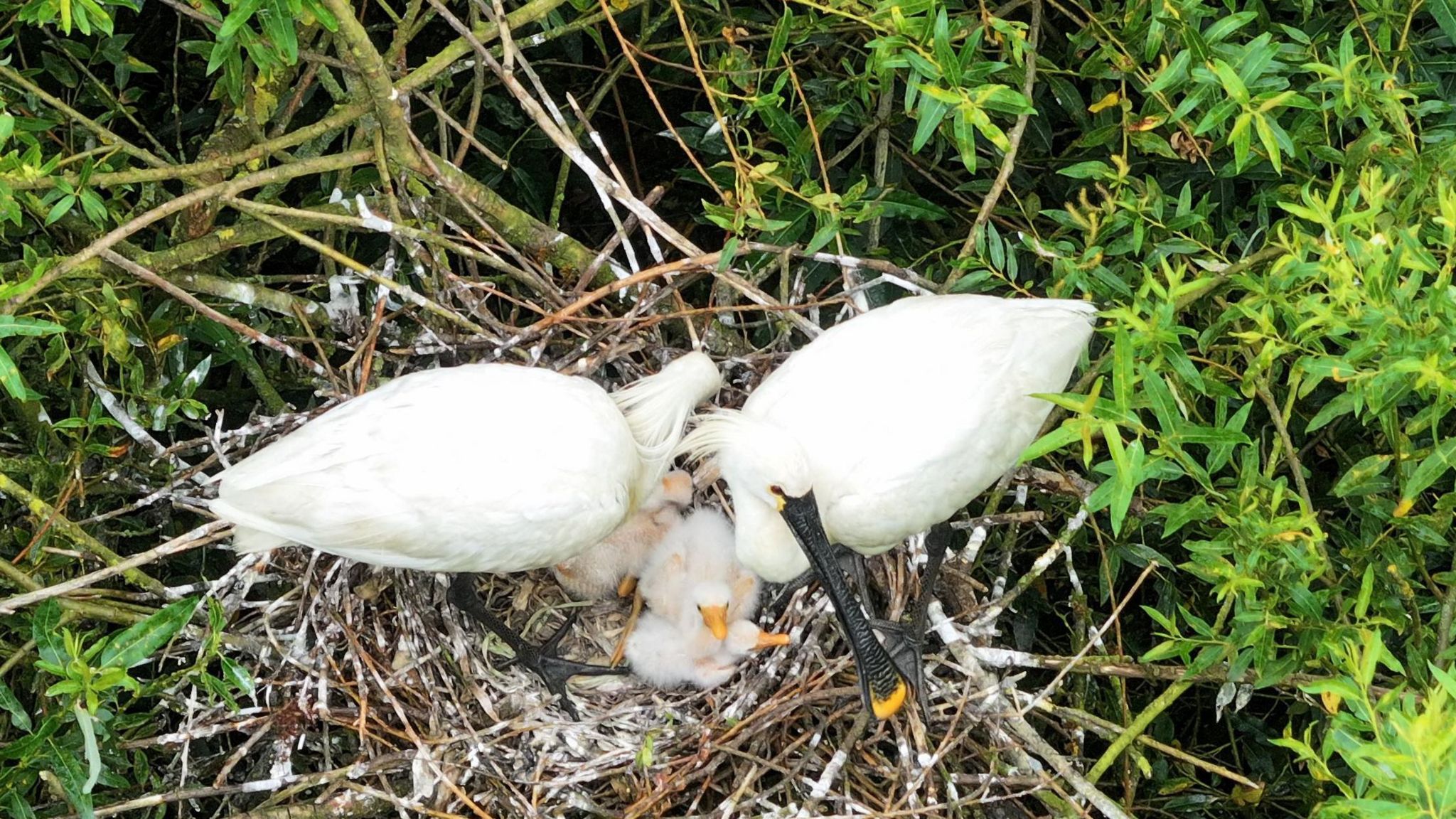 Pair of spoonbills with their "teaspoons" - the chicks