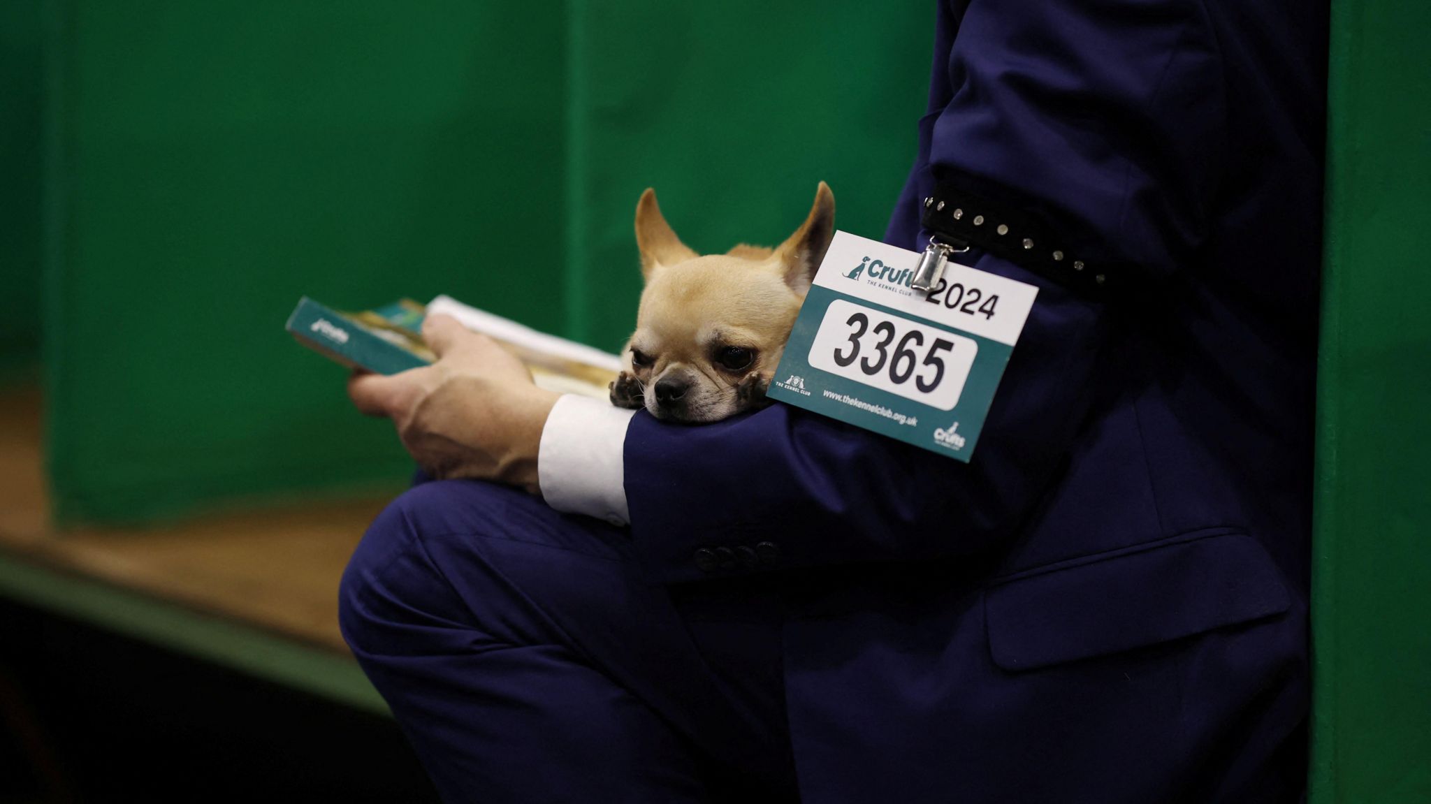 A man holds a Chihuahua as he reads a book ahead of judging
