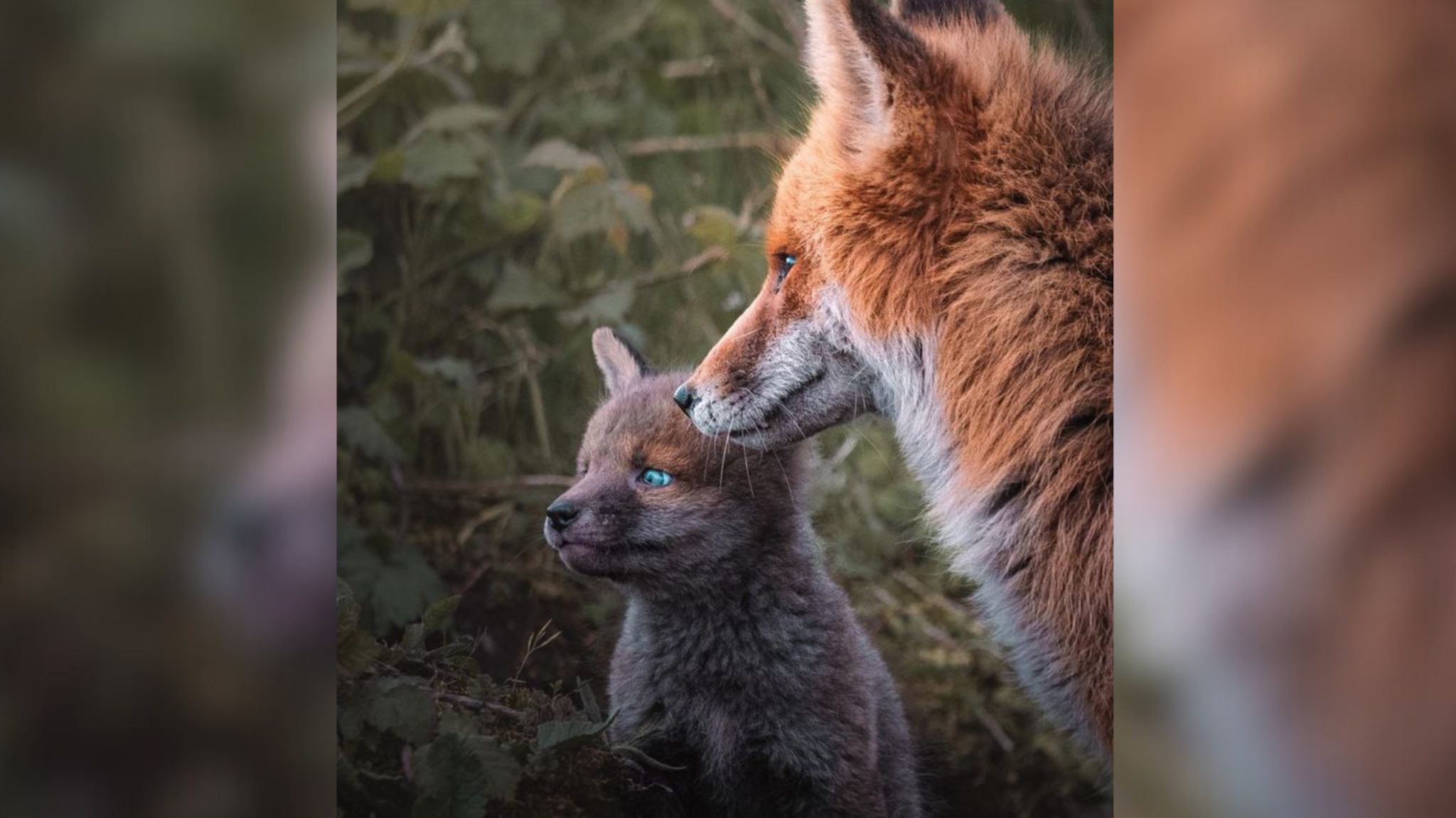 A fox cub with striking blue eyes sitting next to its mum