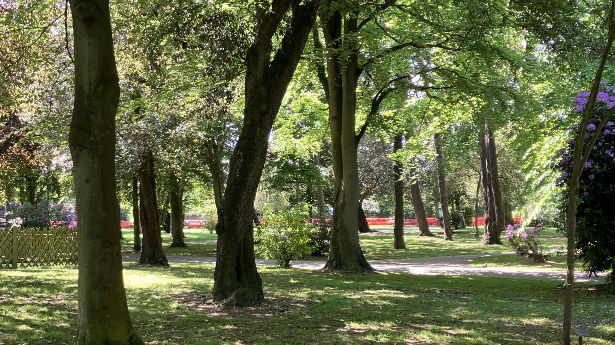 Trees and bushes in dappled sunlight in the park 
