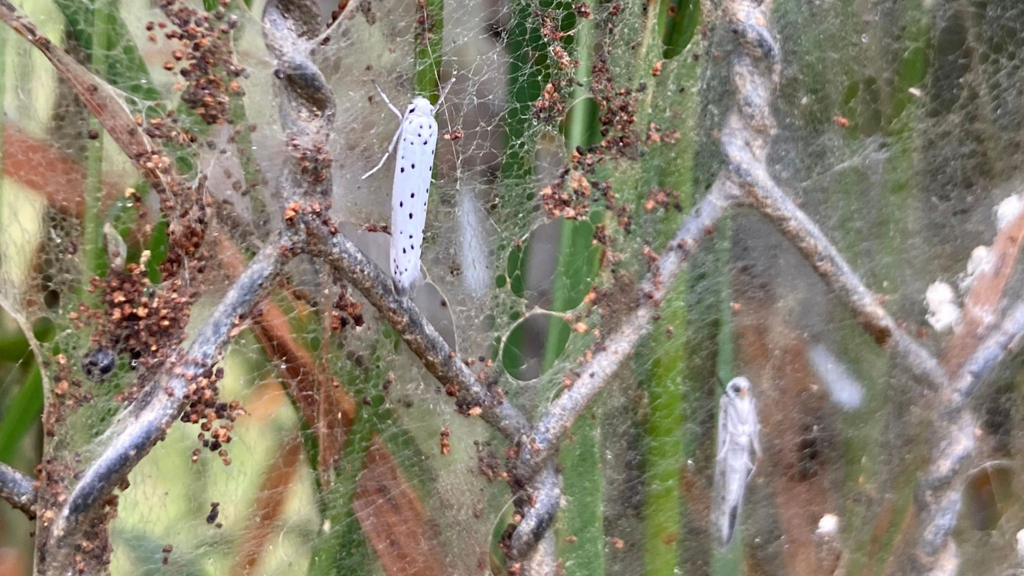 Two moths shown on a thick net of silk on a wire fence