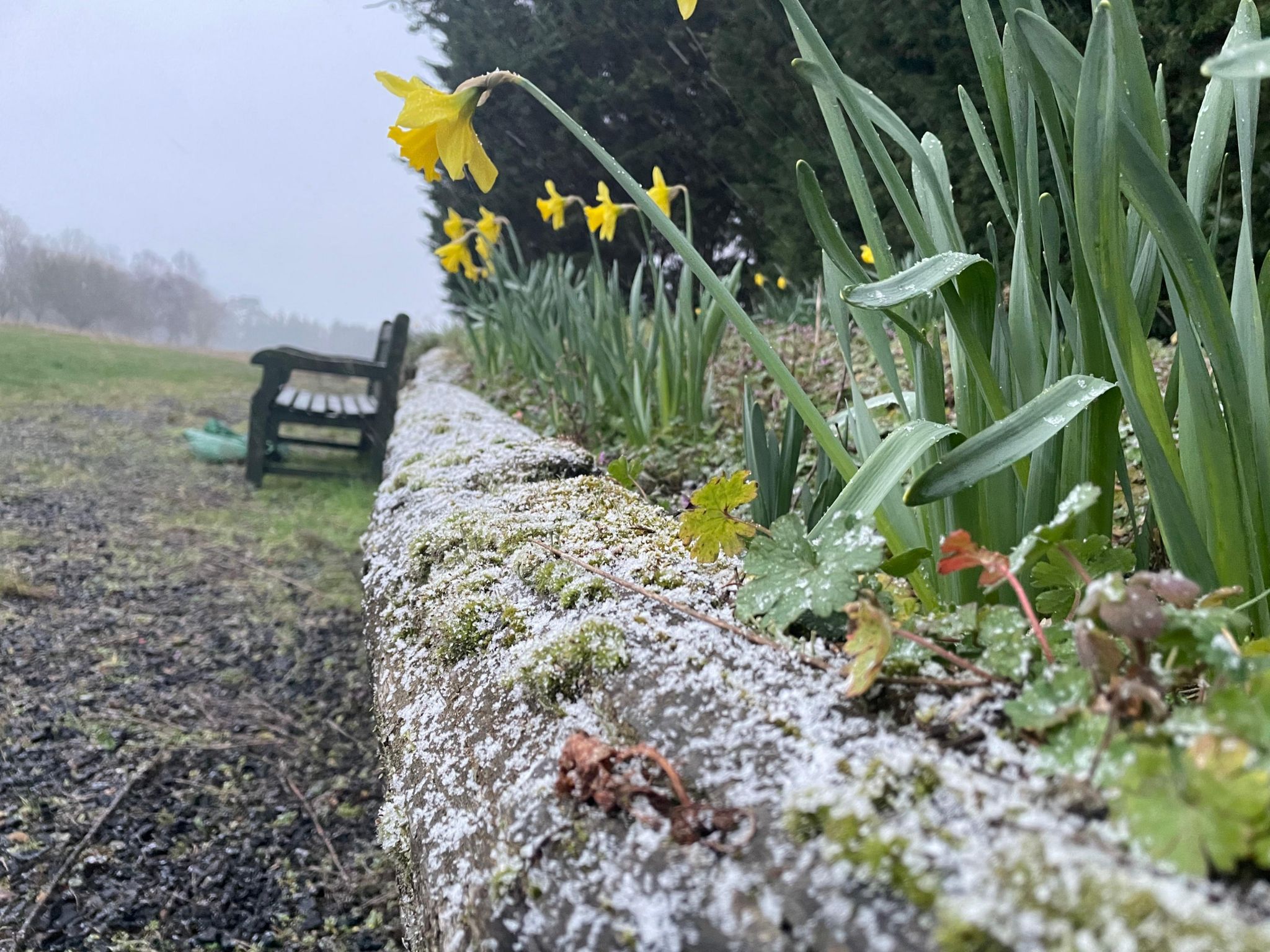 Frosty daffodils in Waldringfield, Suffolk
