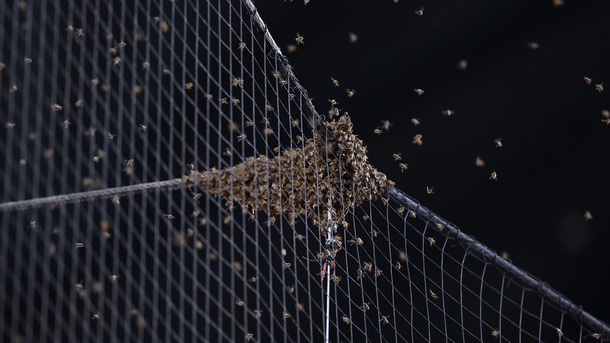 Bee swarm astatine Chase Field