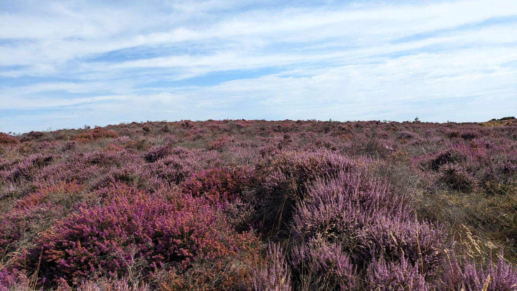 A heathland landscape showing purple heather plants in bloom and a blue sky with wispy cloud cover