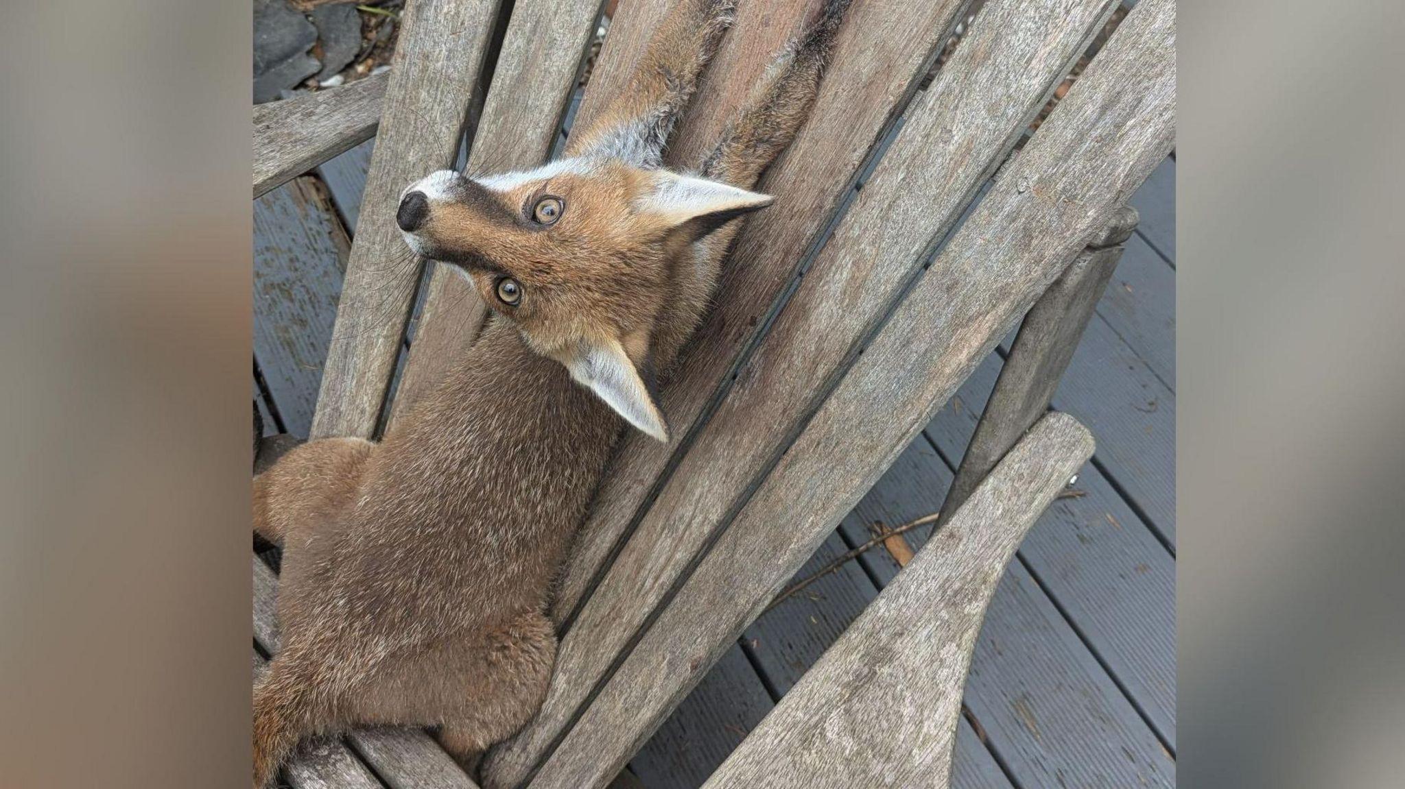 A fox cub looks at the camera and her front paws are between the slats of a large wooden garden chair she is sitting on