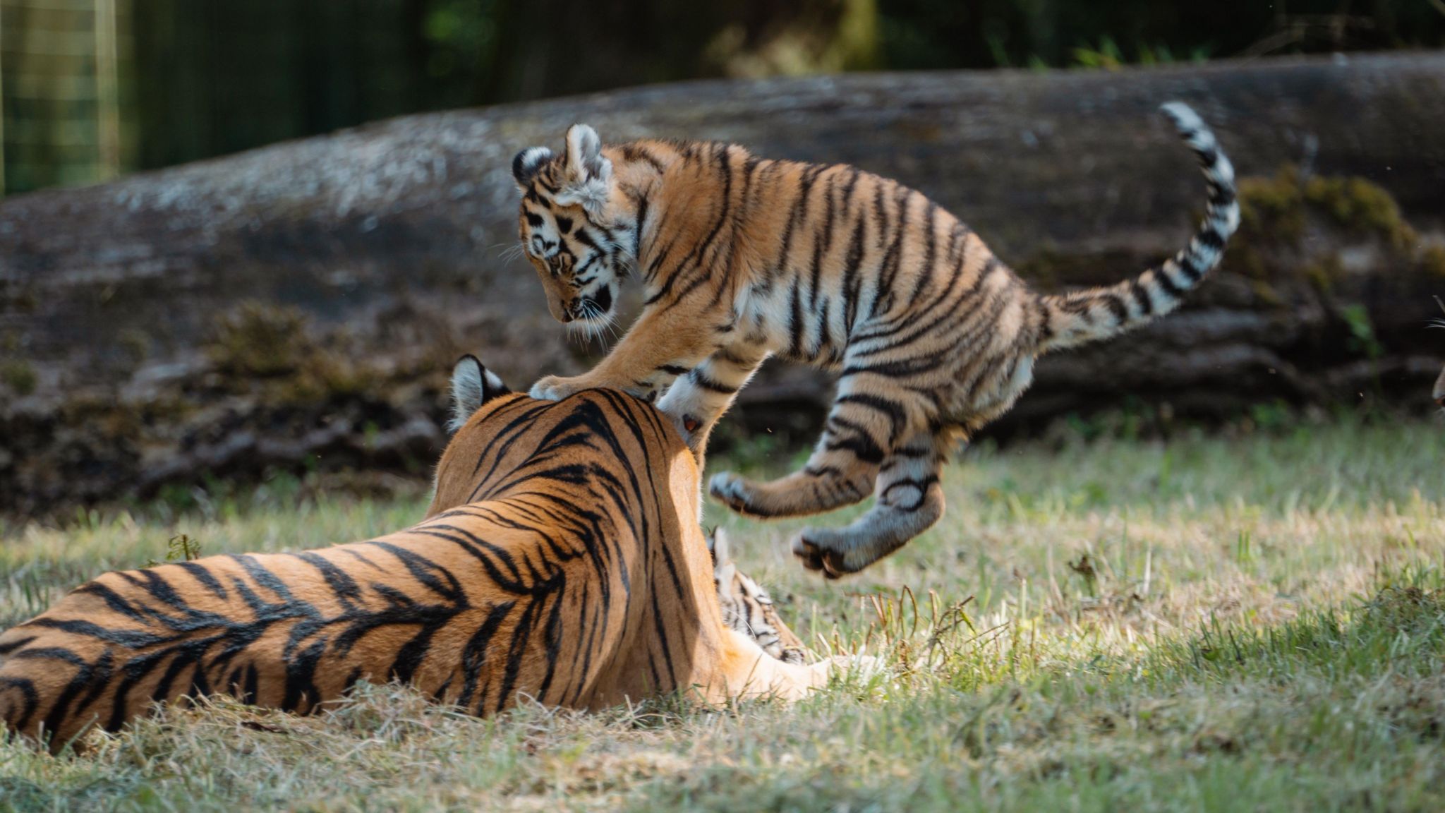 The adult female tiger is lying down on the ground. You cannot see her face. One of her cubs is pictured in the air, jumping up onto her shoulders.