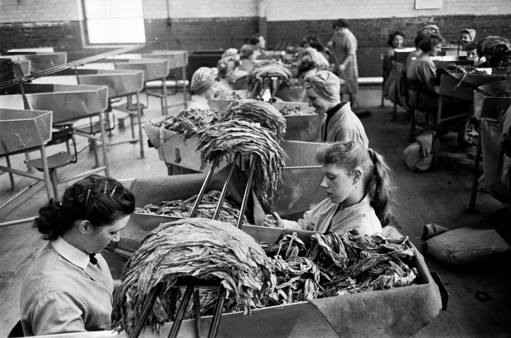 20th August 1955: Workers sorting out piles of golden leaf tobacco at the Three Nuns tobacco factory in Glasgow. The tobacco industry in Glasgow dates back to the eighteenth century but it collapsed in the 1770s when the American War of Independence ruined the city's 'Tobacco Lords'. It was gradually rebuilt and local firm Stephen Mitchell & Son still operates from Alexander Parade which is the oldest foundation of the tobacco trade, dating back to 1723. Original Publication: Picture Post - 7942 - Let Glasgow Flourish! - pub. 1955 (Photo by Haywood Magee/Picture Post/Hulton Archive/Getty Images)