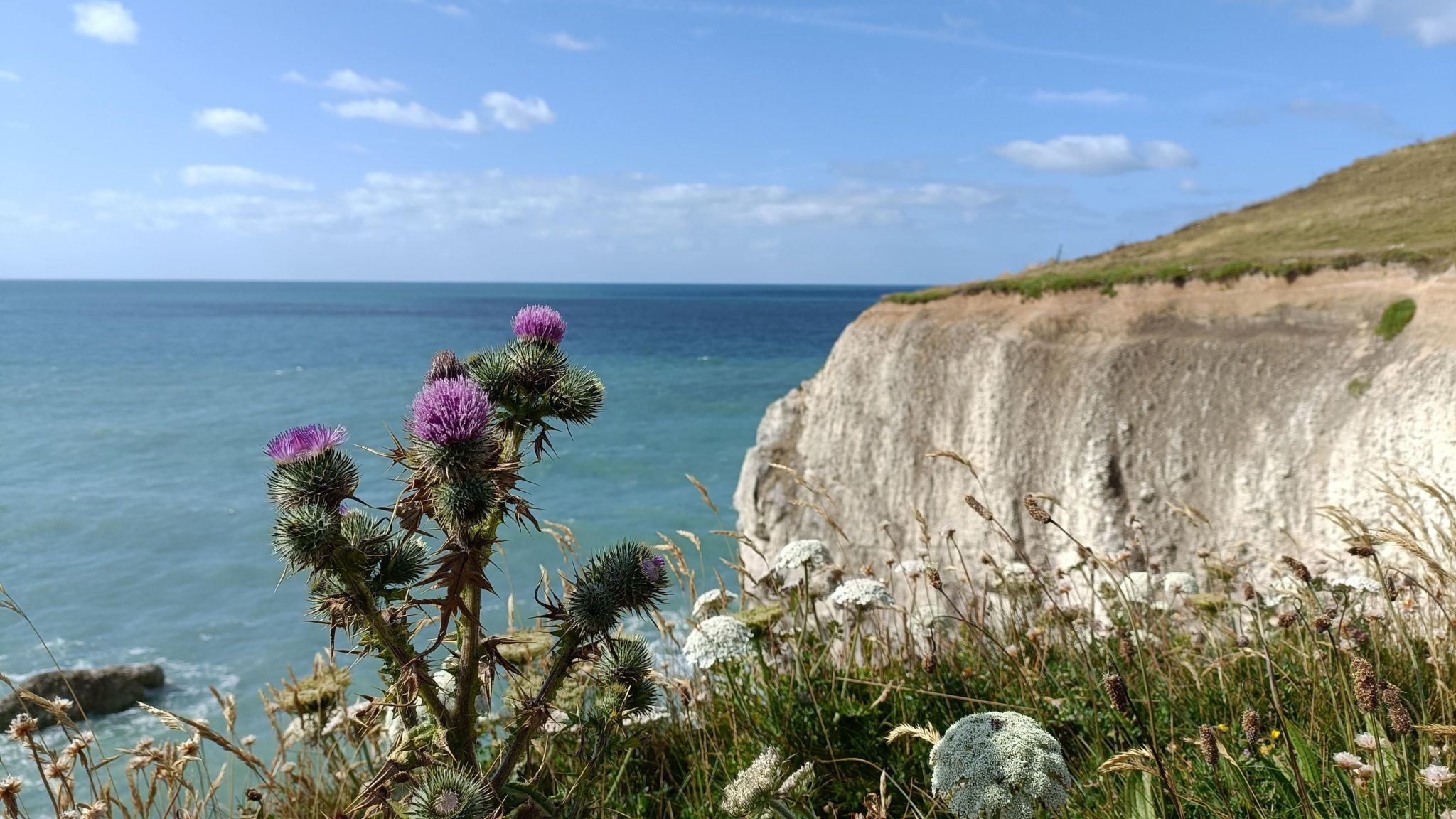 MONDAY - A purple thistle flower on the cliffs at Freshwater on the Isle of Wight. There are smaller white flowers below with long green grass stems. The purple flower is in the foreground and behind is the blue sea and a white cliff. The cliff behind is topped with green grass. The sky is blue on a sunny day with small white clouds.