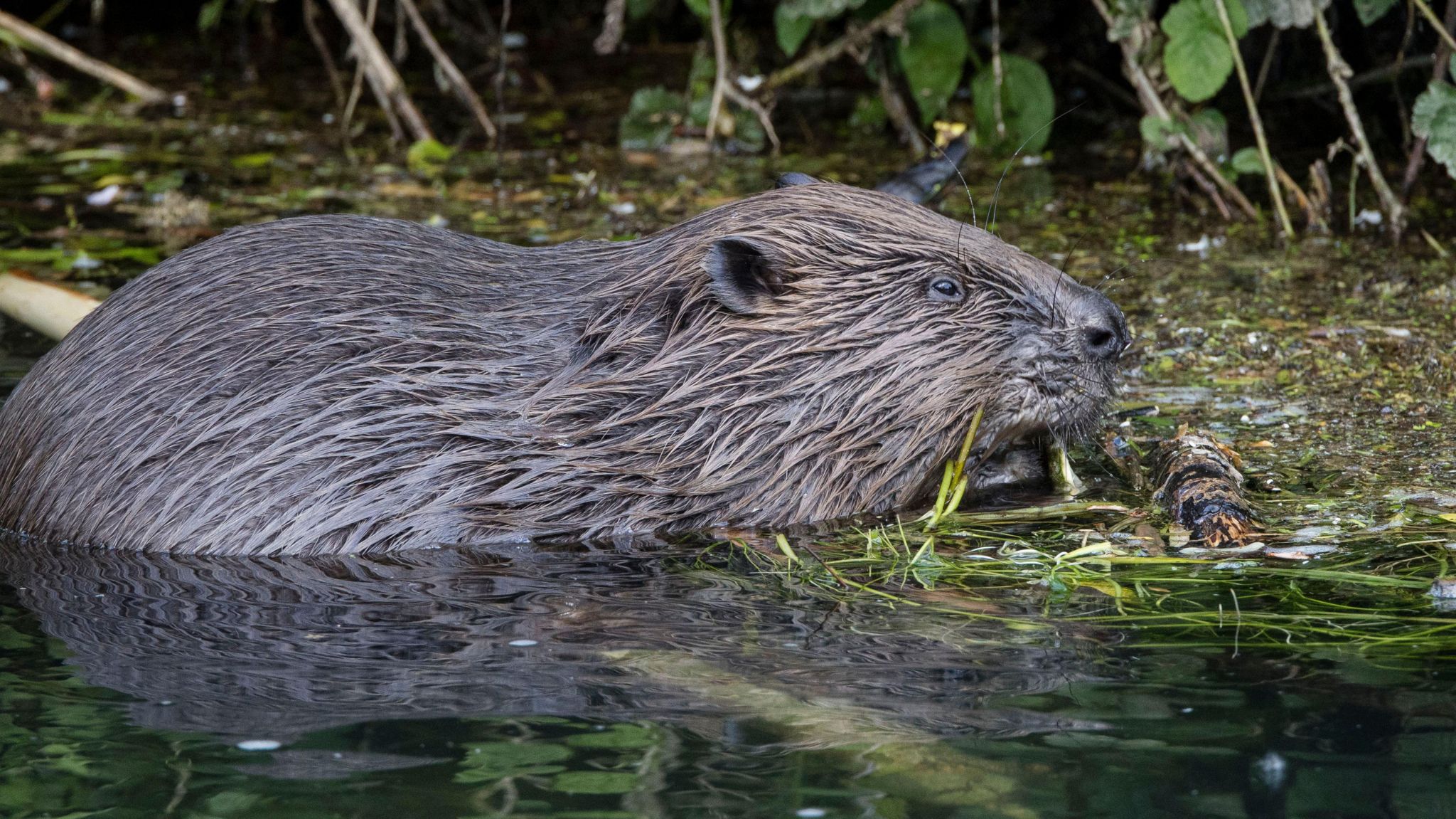 A close-up of a beaver in the river