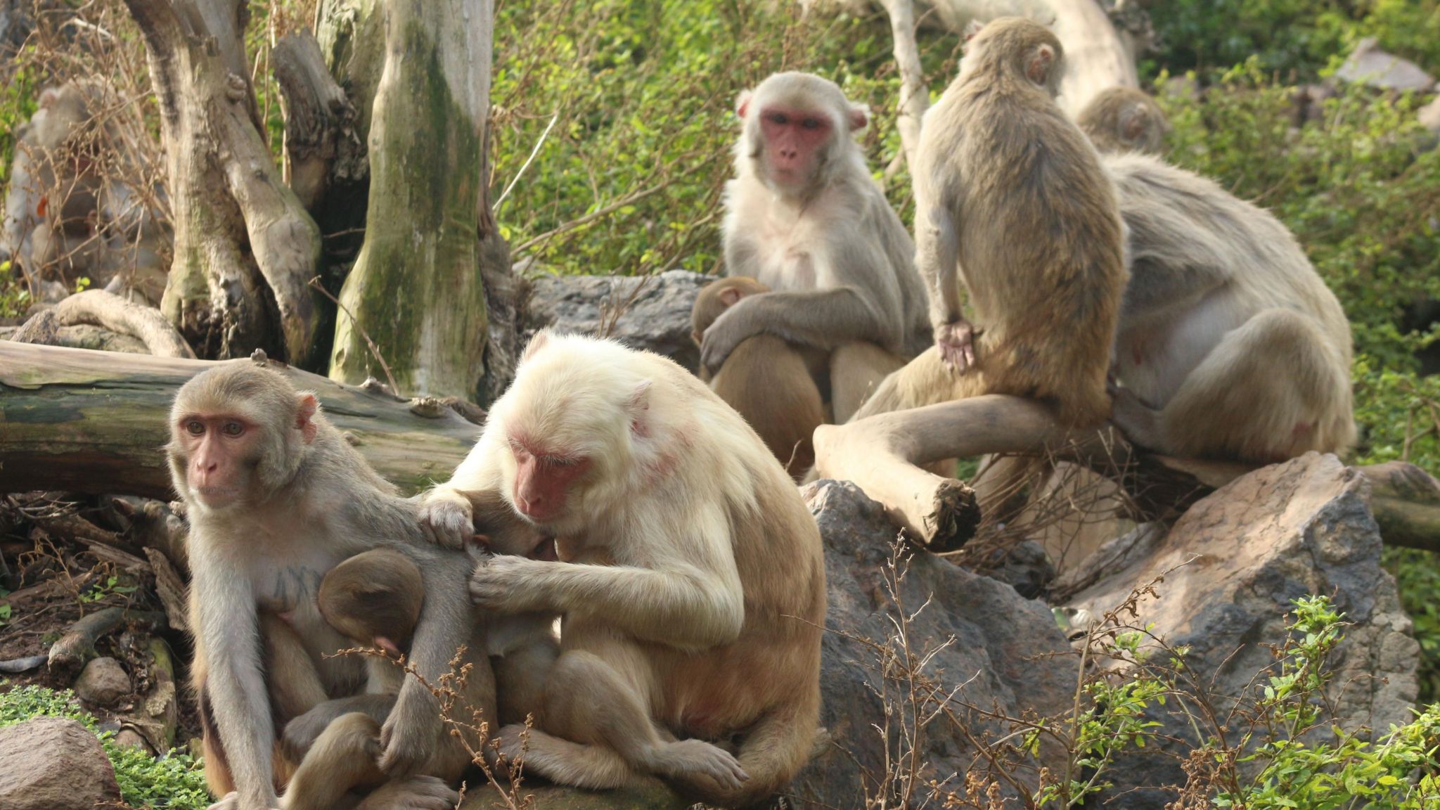 Macaques grooming in the shade