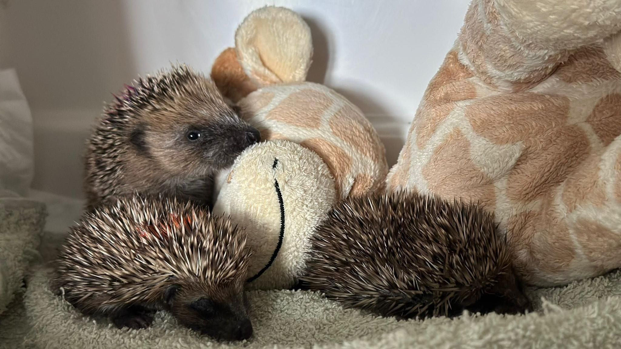 Three hedgehogs on a towel. The are also playing with a giraffe plush toy that is bigger than them.