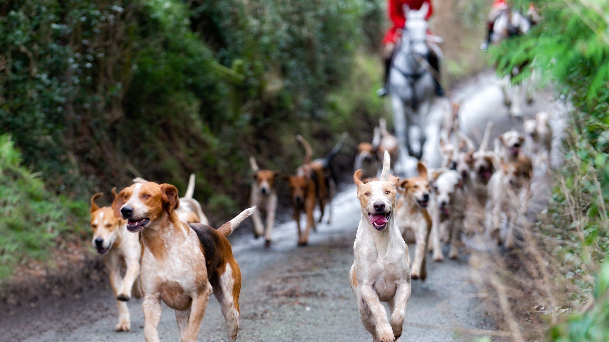 Hounds during a hunt