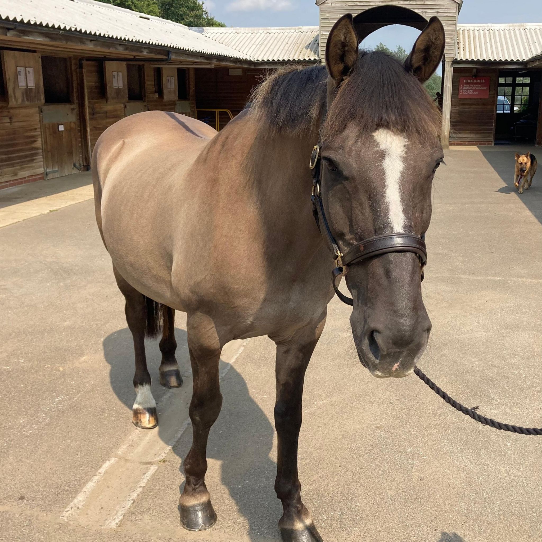 A horse standing in a stable yard, with a brown/grey coat and white stripe on its nose