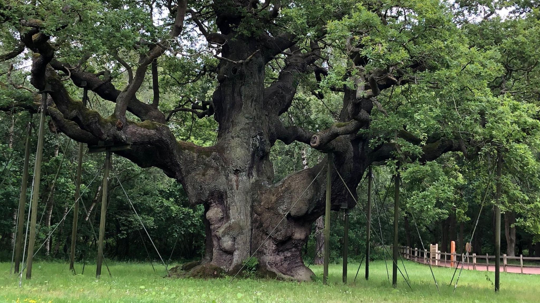 Podcast allows listeners to hear the sounds of the Major Oak - BBC News