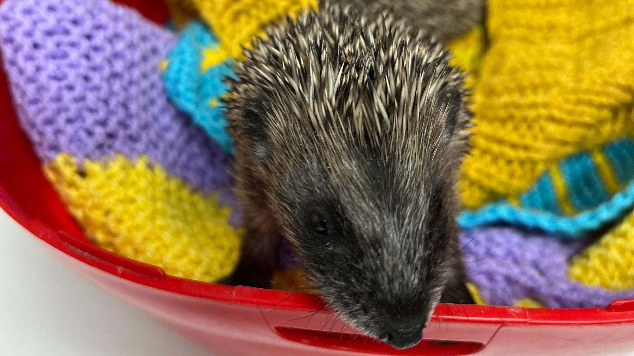 Young hedgehog peeks out of container from knitted blankets