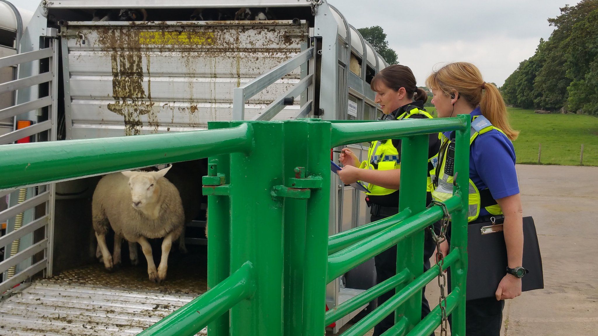 Cumbria police officers inspecting sheep in trailor