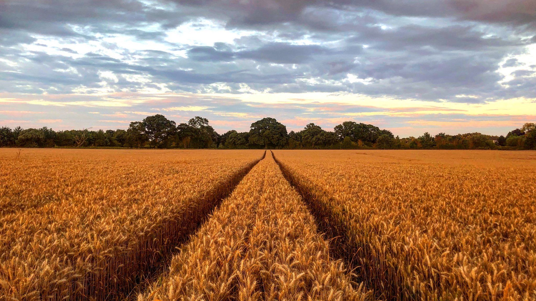 It's almost harvest time for Oxfordshire's fields