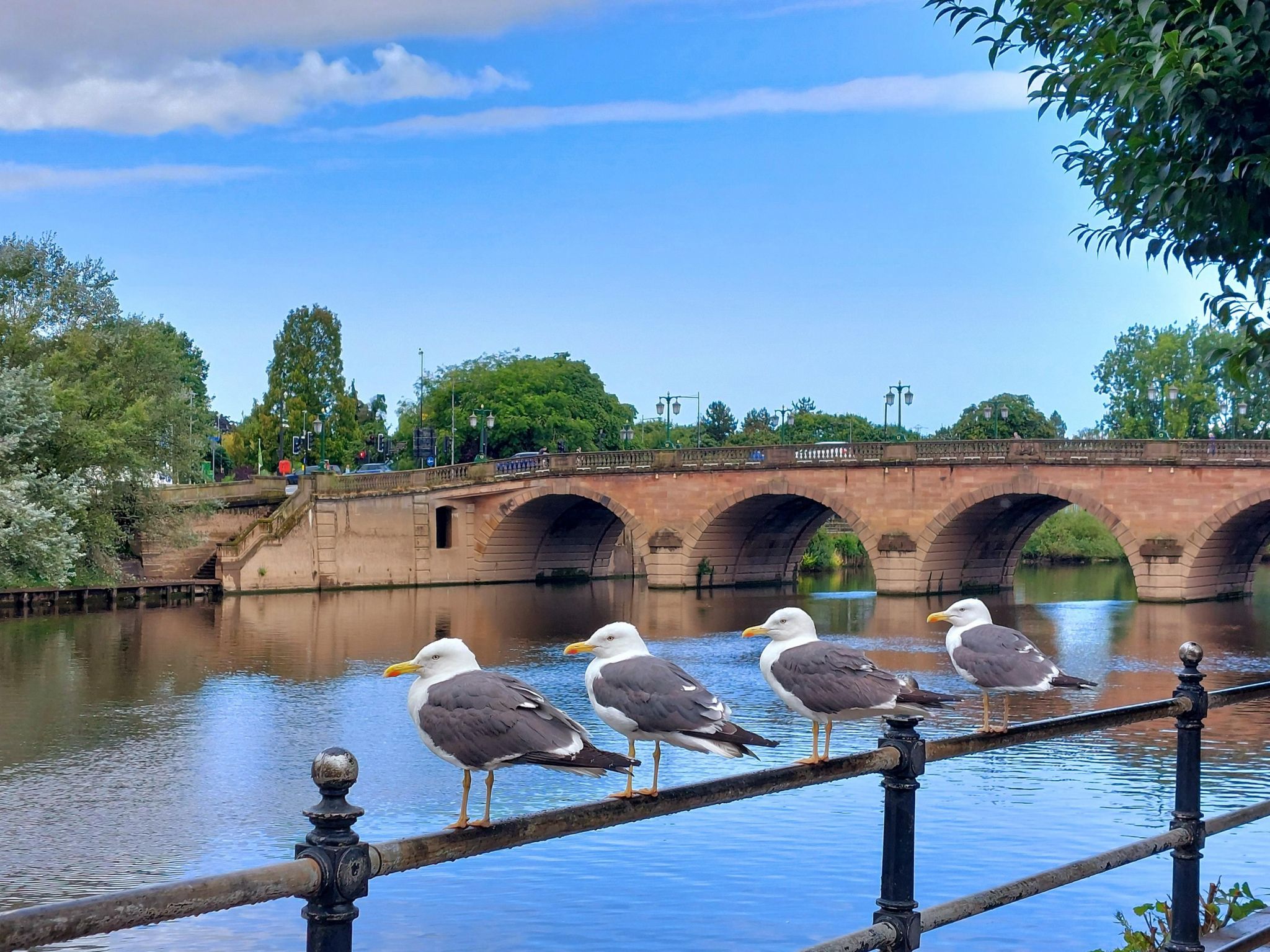 Four seagulls overlooking the river next to a Bridge with four arches 