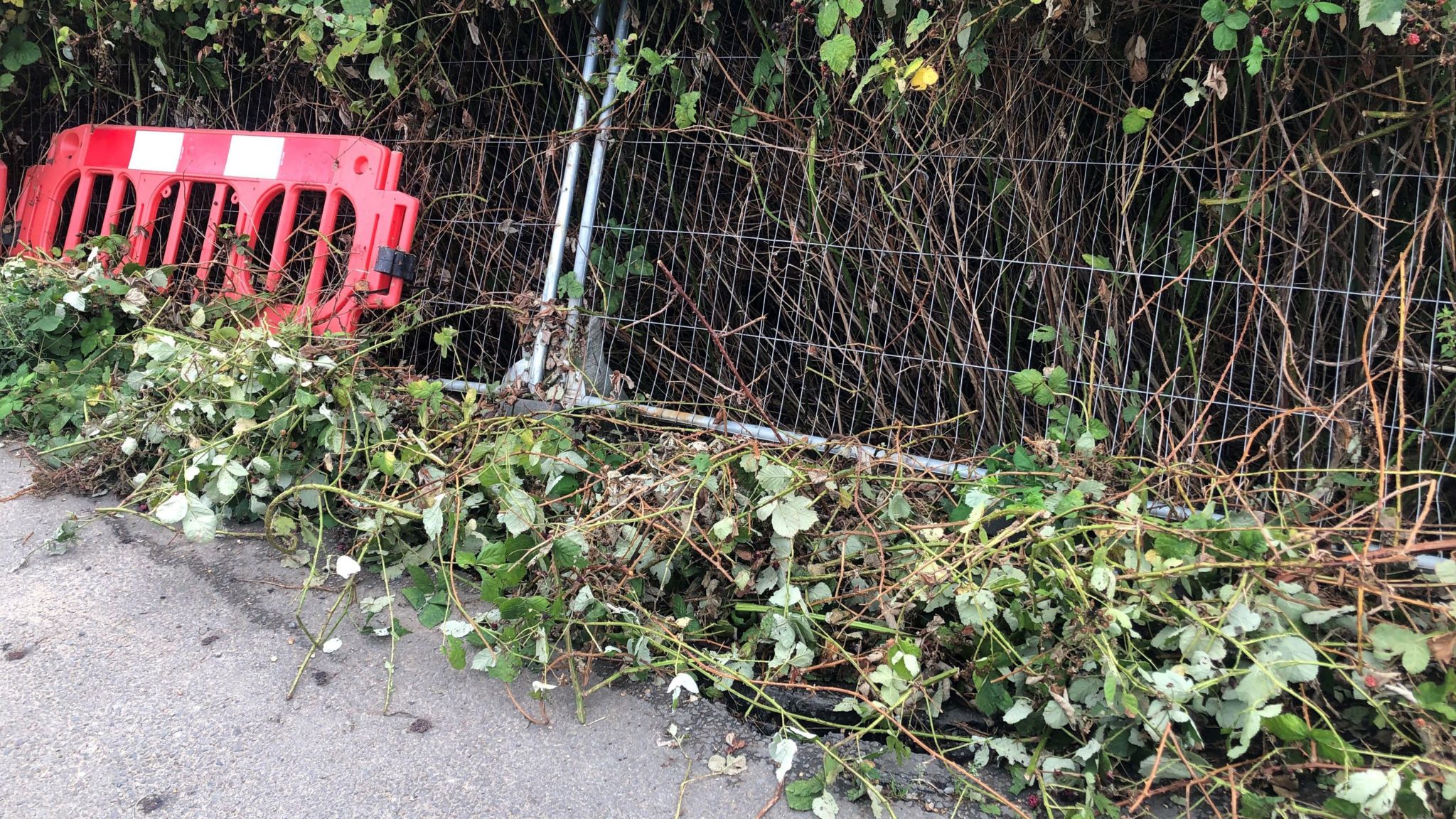 Red plastic safety fencing and silver fencing leaning against green shrubbery at the edge of the pathway. 