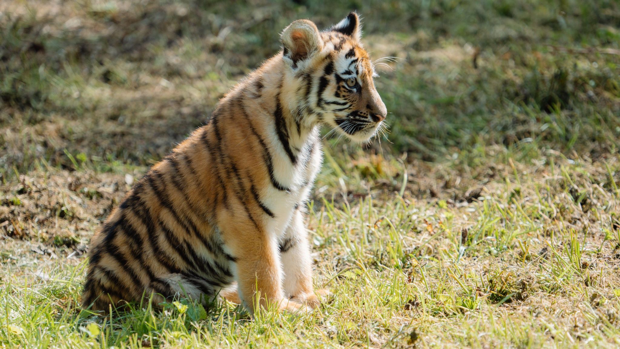 Amur tiger cub. It is sat outside at Longleat Safari Park in Wiltshire. 