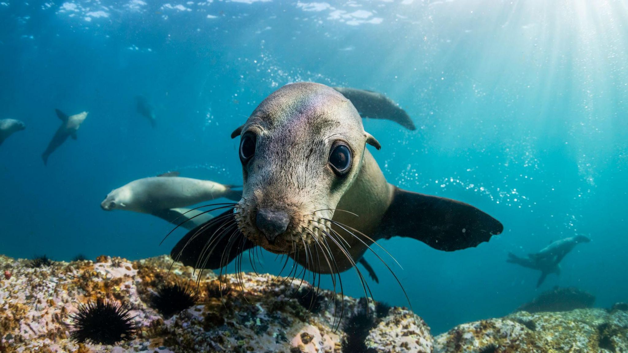 Australian sea lion under the water looking into the camera