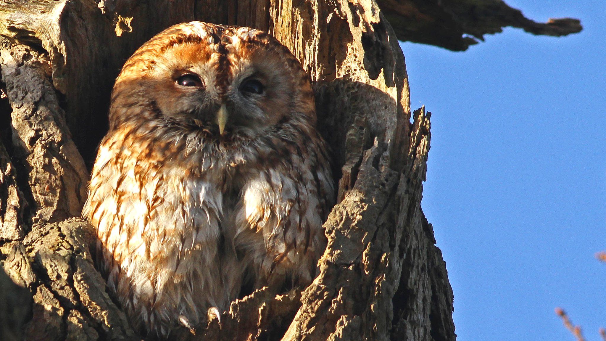 Tawny owl