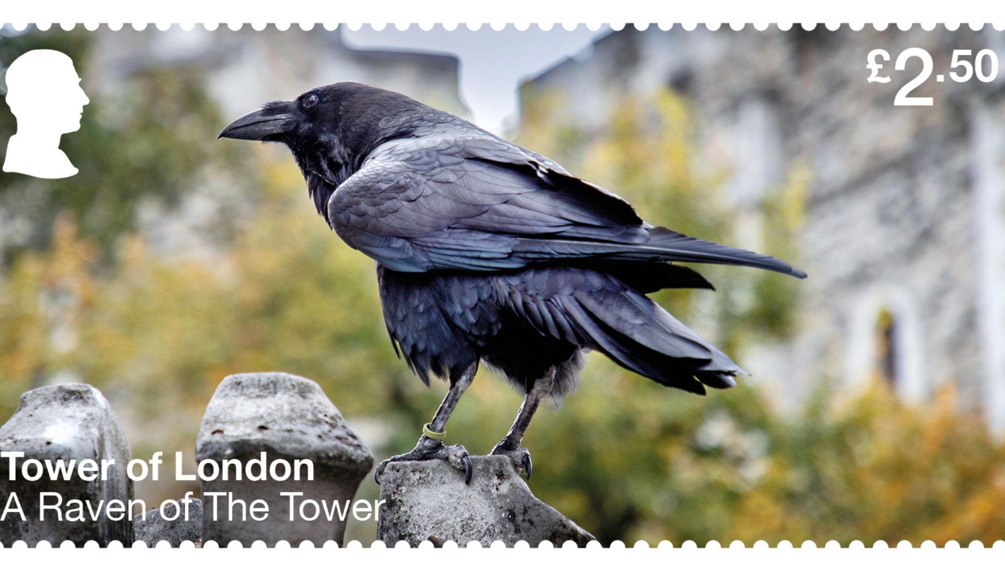 A Raven on a stamp