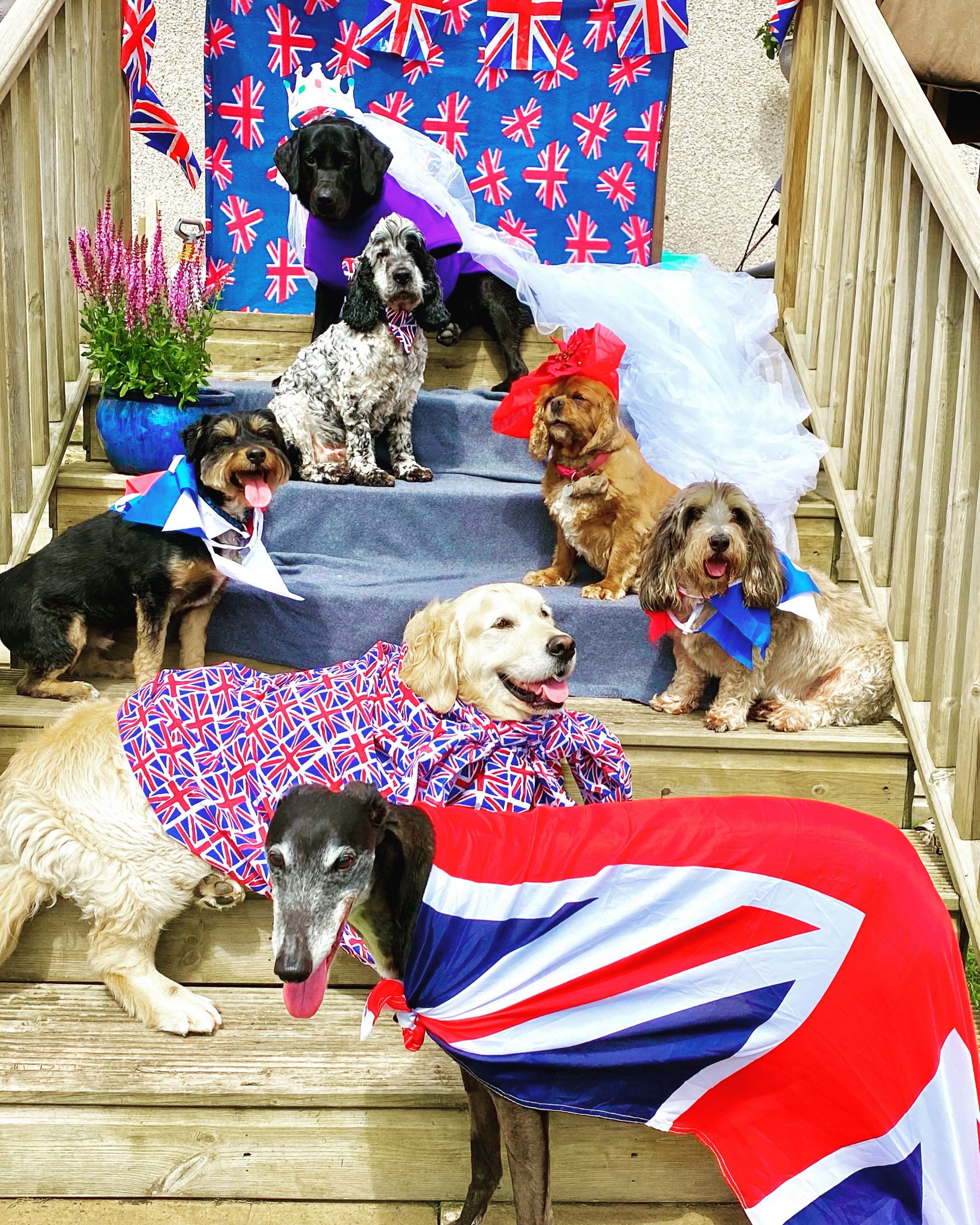 Dogs in union jack flags