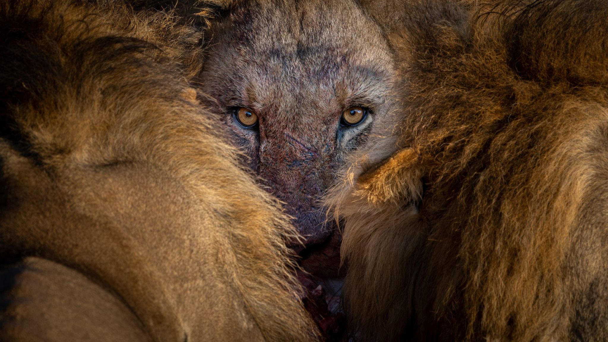 Lion's Face, Moremi, Okavango Delta, Botswana.