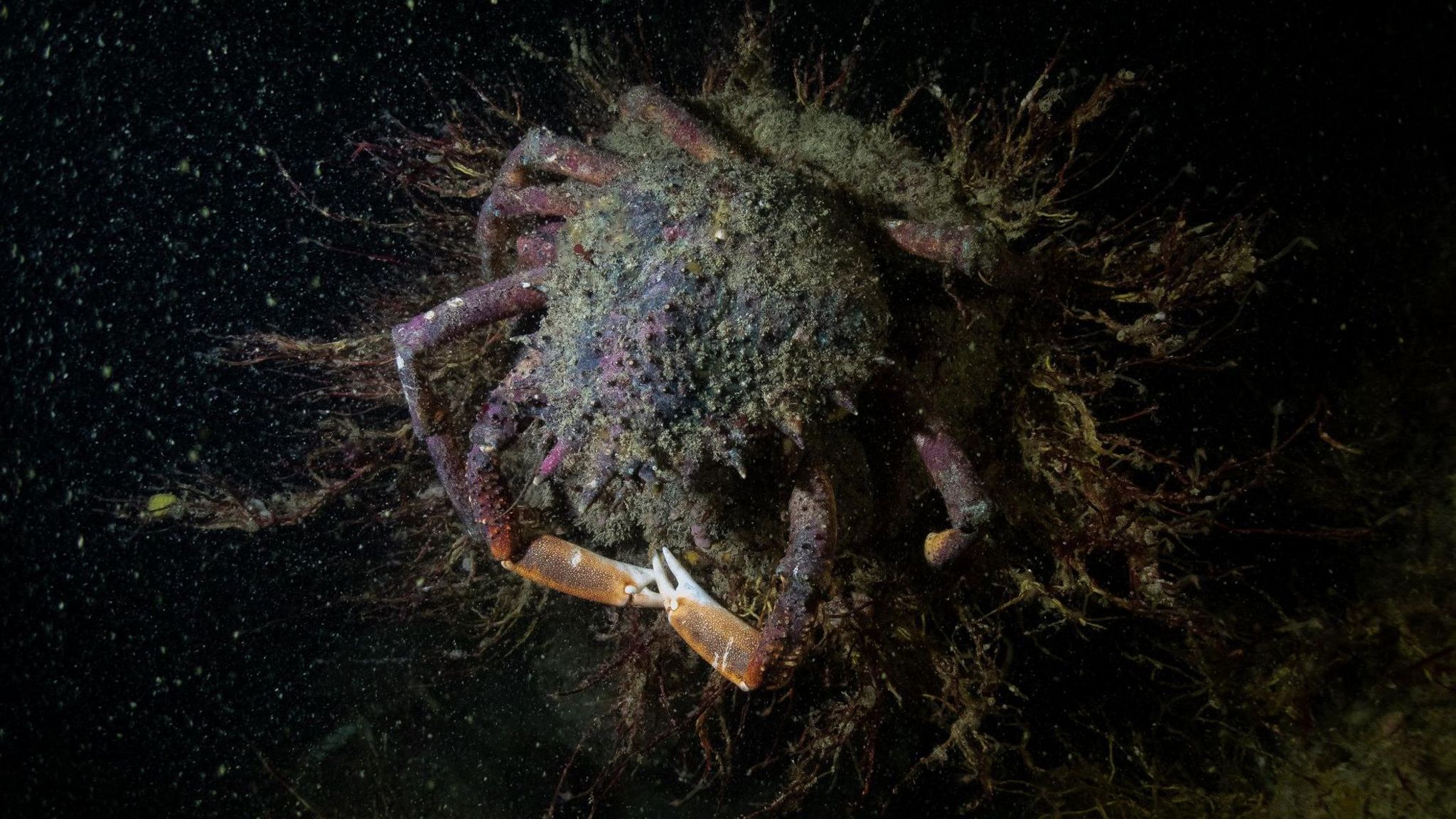 A photograph of a spider crab