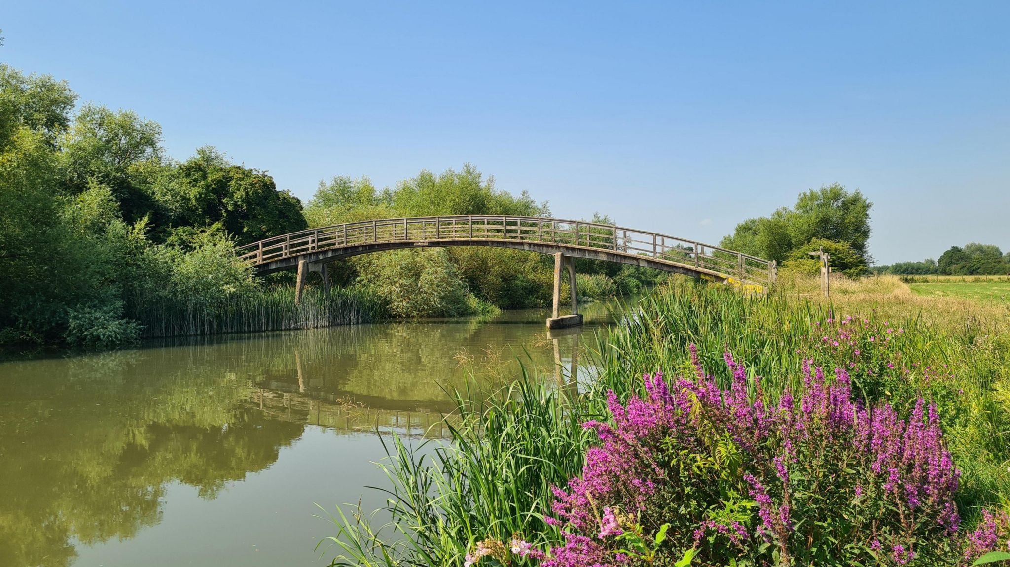 A footbridge crosses a waterway with pink flowers and grassy banks in the foreground underneath a blue sunny sky