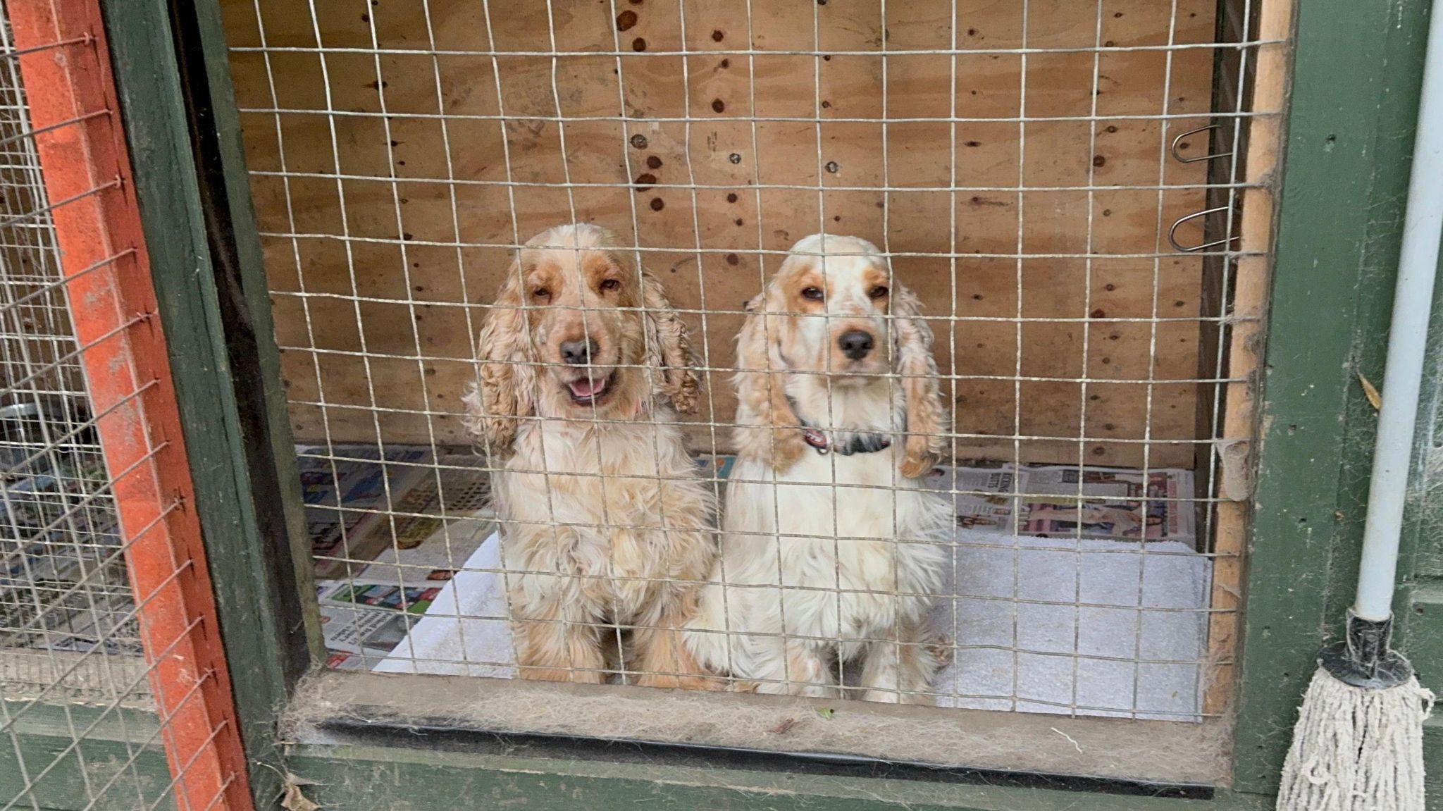 Two dogs at the rescue centre in a cage