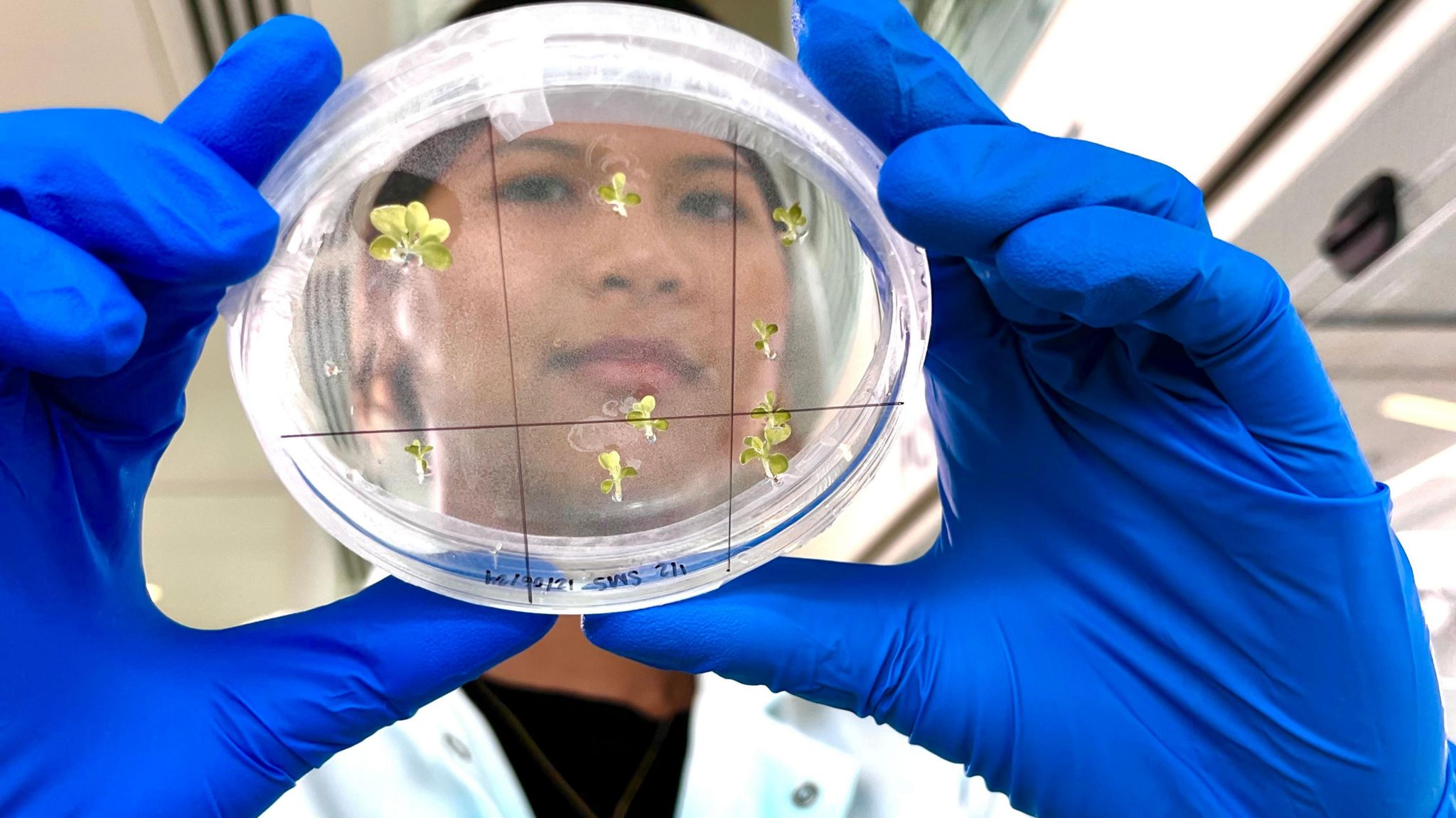 A scientist looking through a petri dish