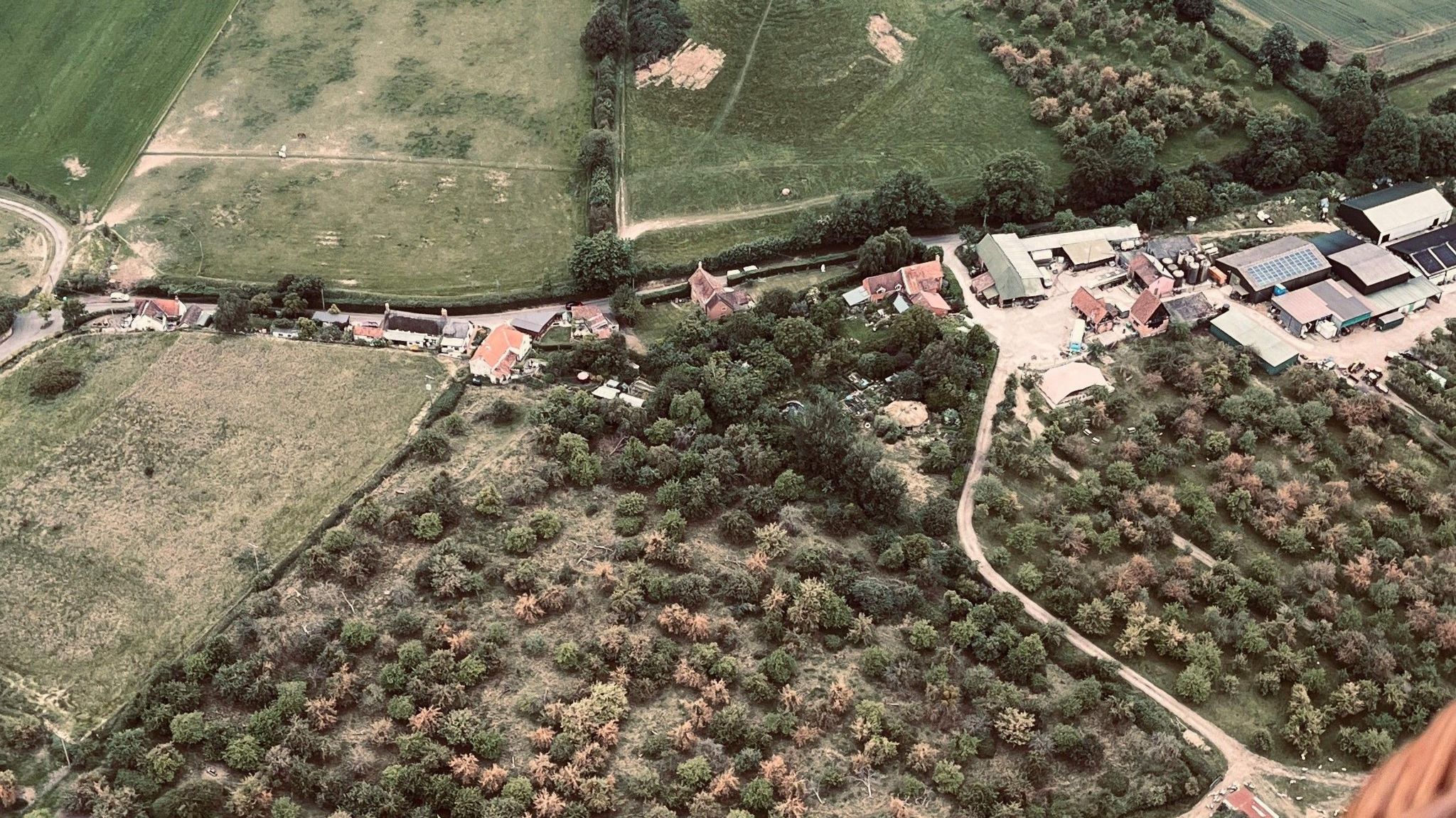 From above the brown infected trees can be seen clearly