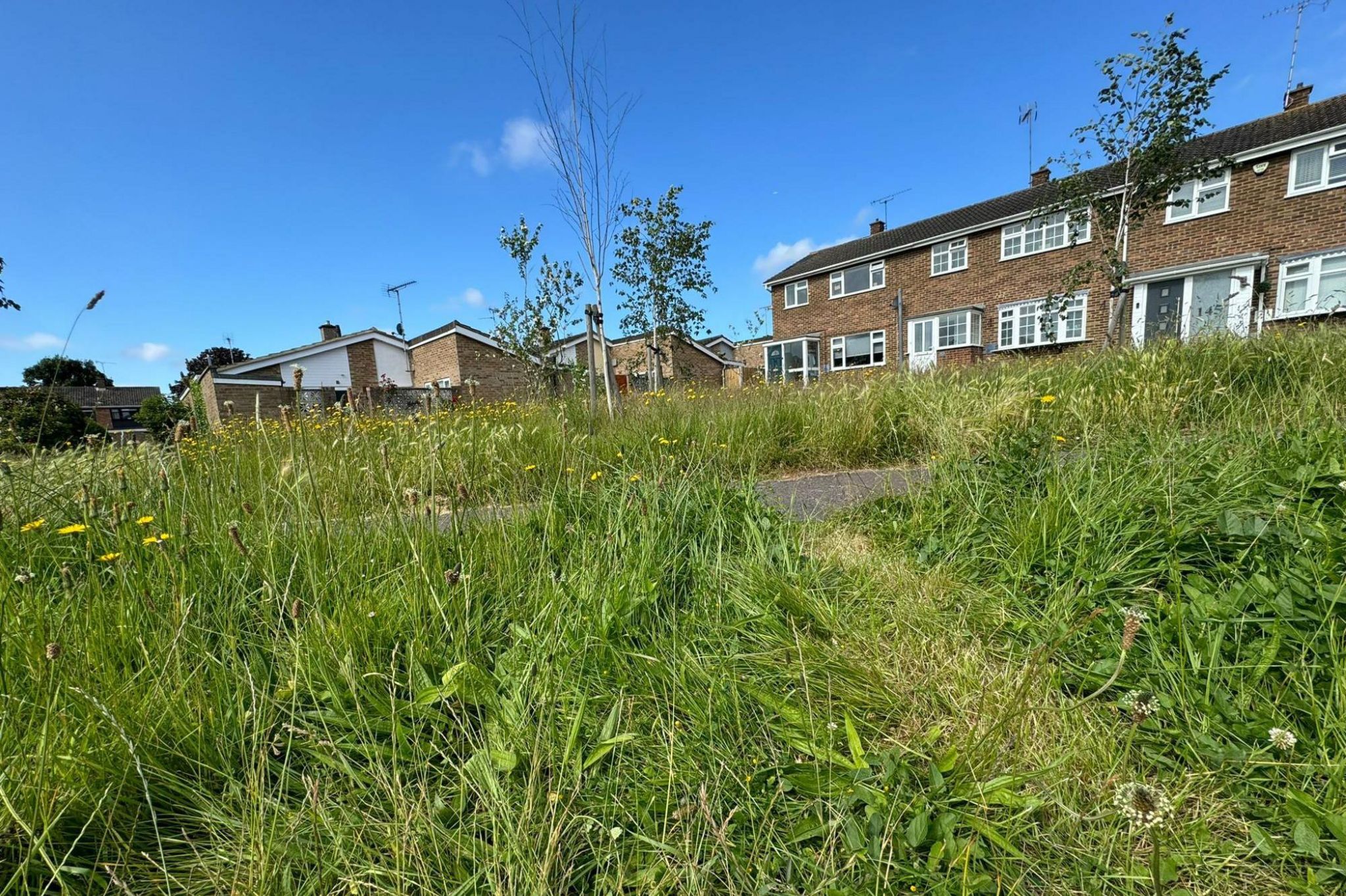 Overgrown grass outside some terraced houses