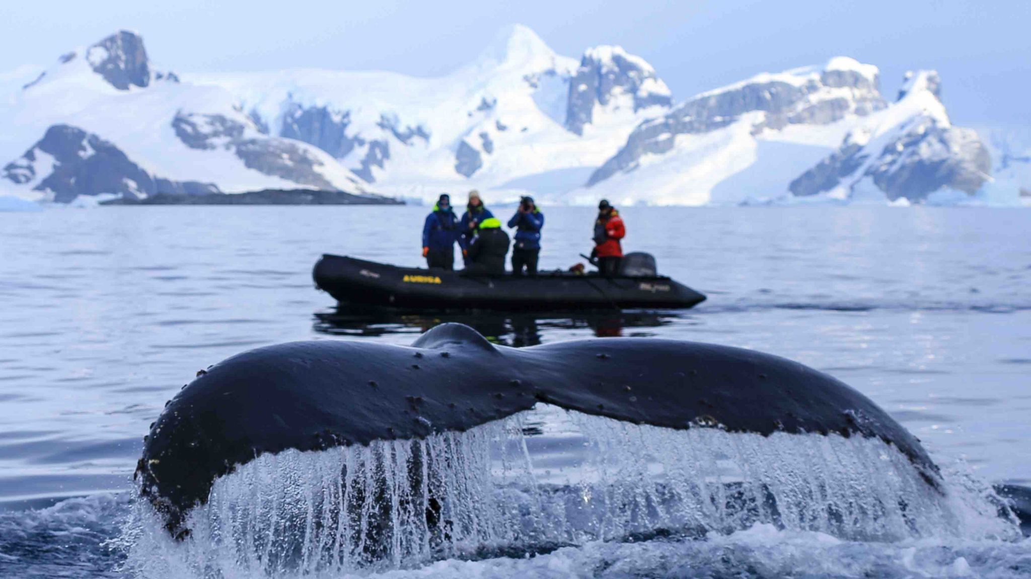 A whale's tail rising about the water in front of scientists in a dinghy. In the background snowcapped mountains rise from the ocean.