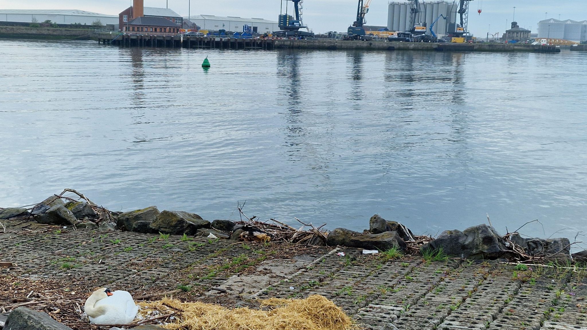 A swan nesting on a slipway to Sunderland Marina