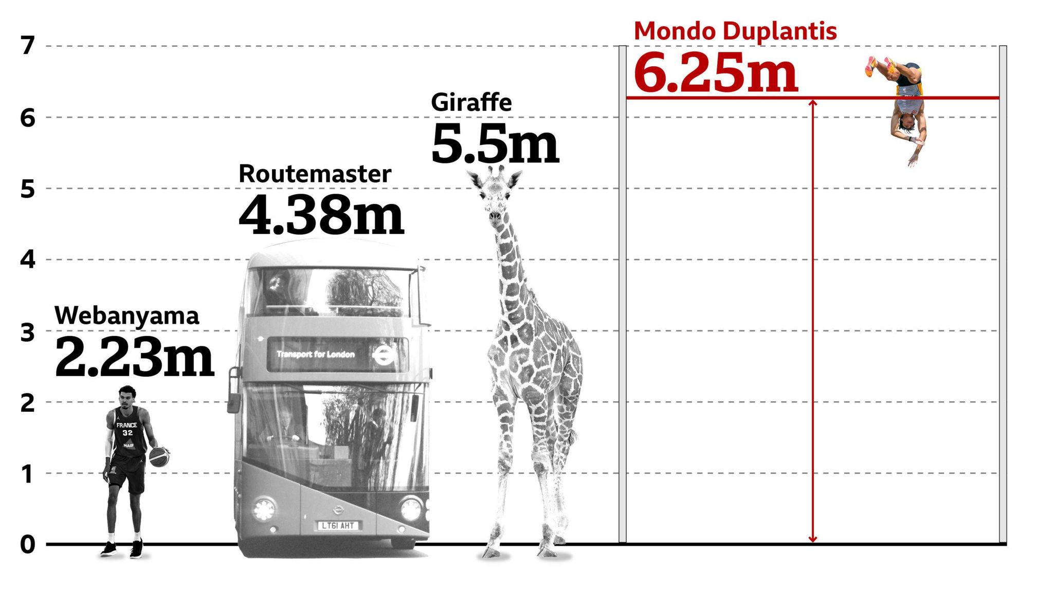 Graphic showing how high Duplantis jump compared to a NBA player, a bus and a giraffe 