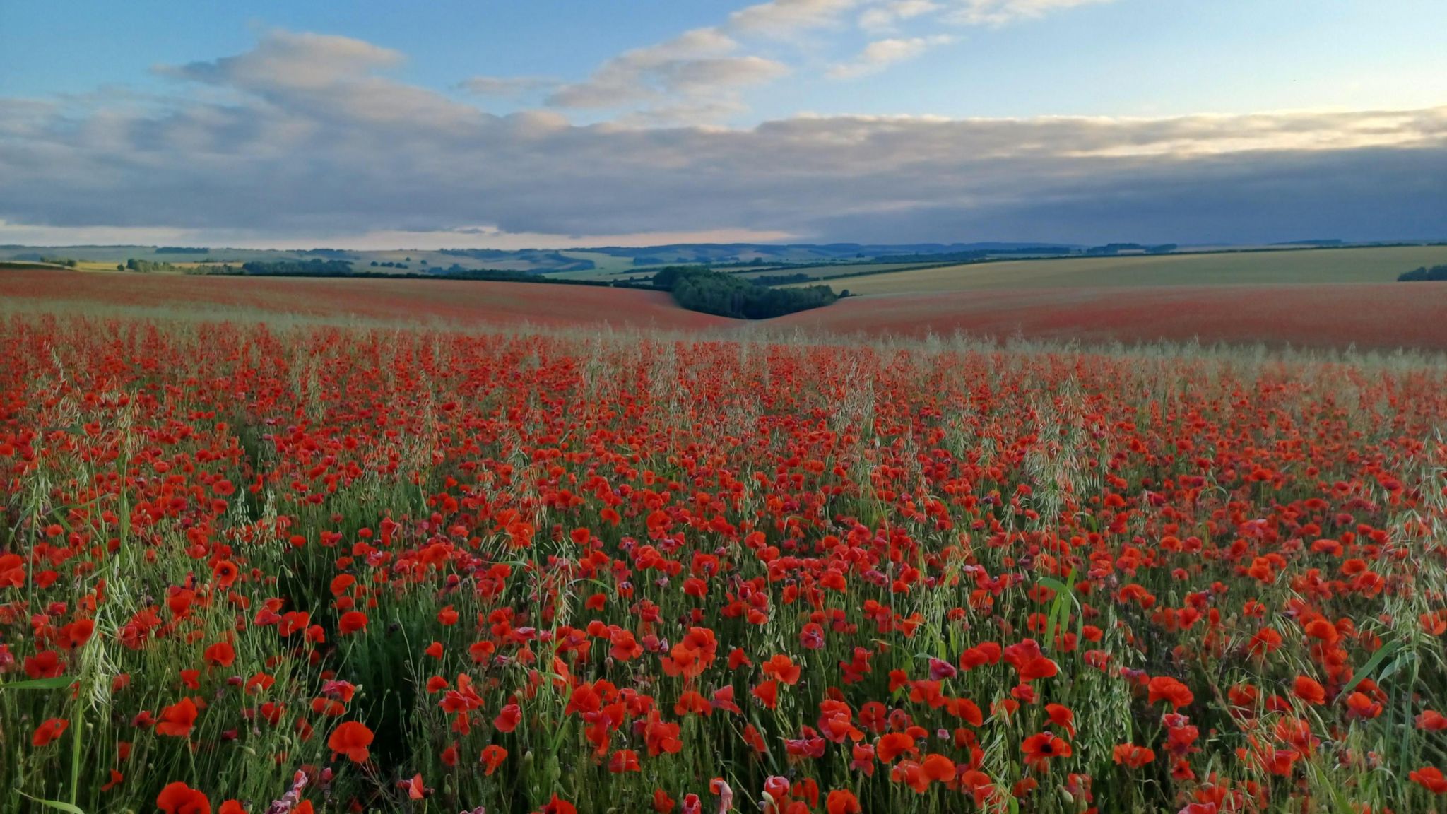 TUESDAY - Field filled with poppies near Wimborne