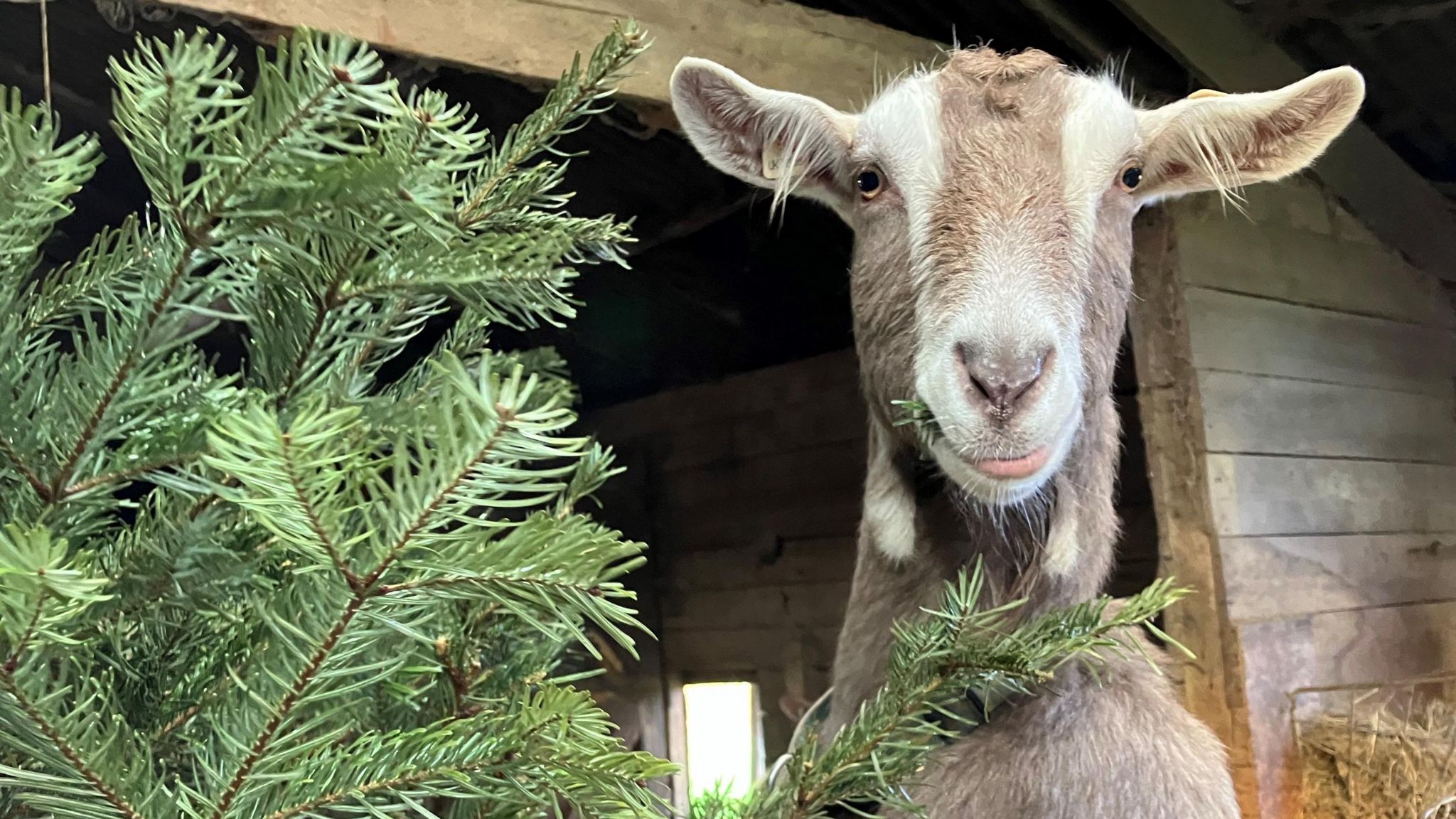 Goat eating Christmas Tree 