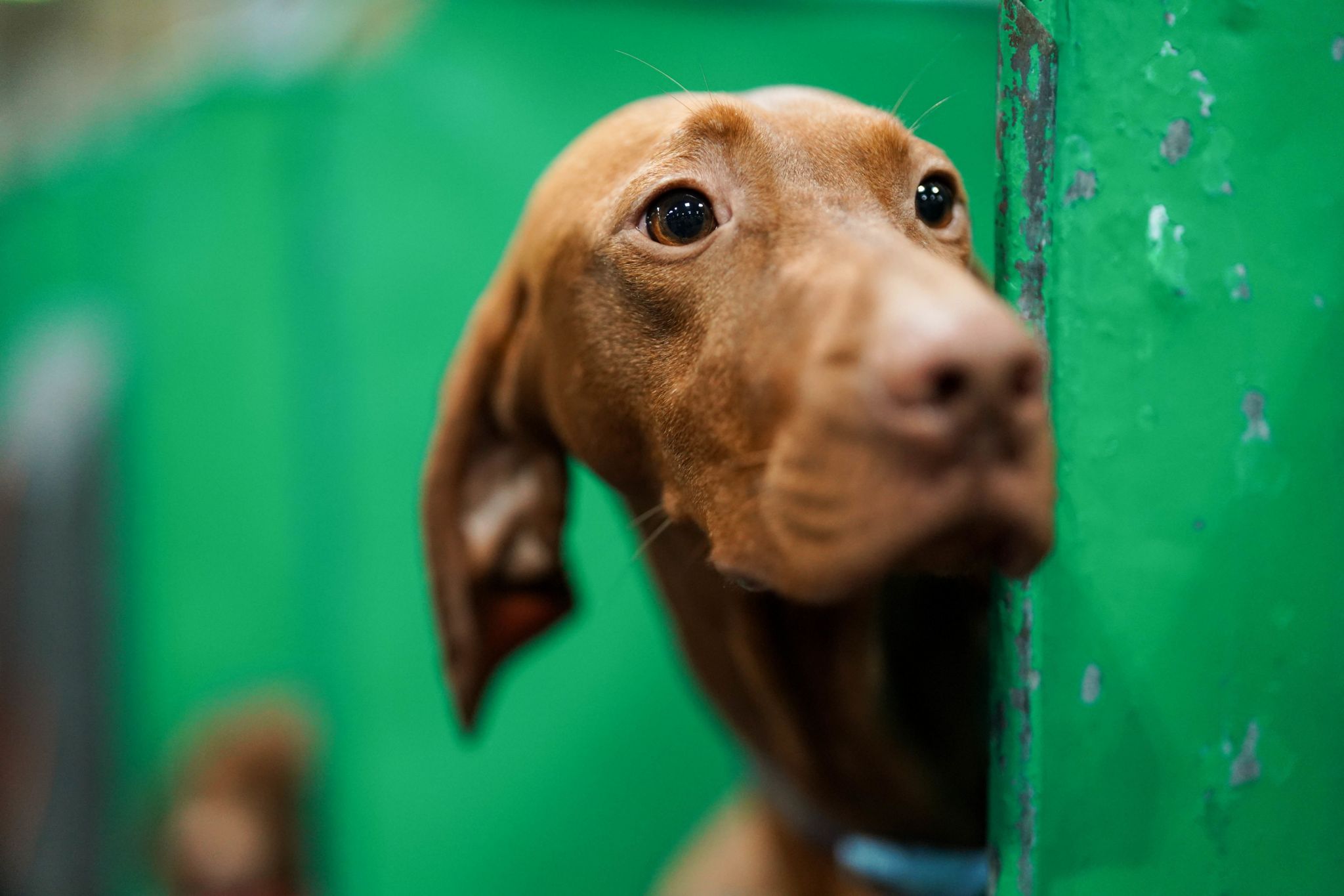 A Hungarian Vizsla in a pen on day two