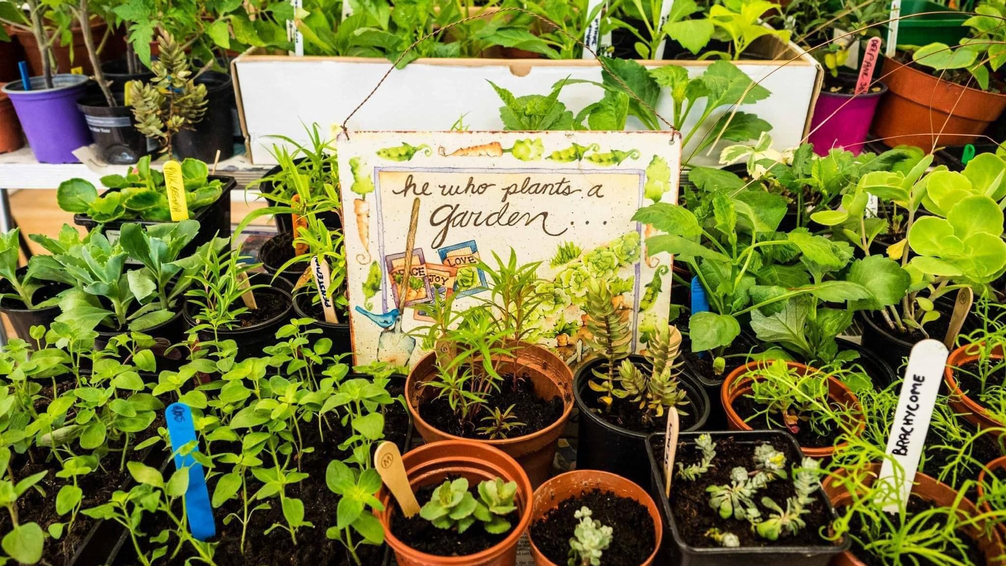 Photo of young plants in pots