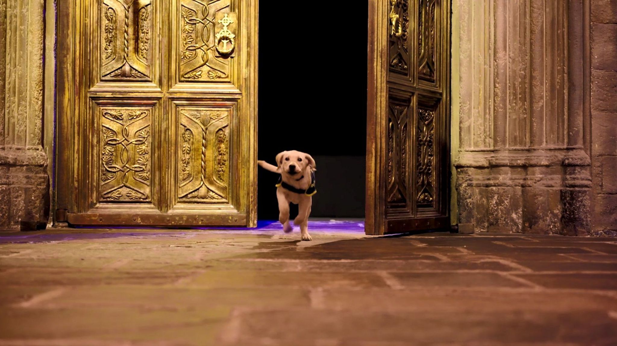 Labrador guide dog runs into the set for the Great Hall in Harry Potter